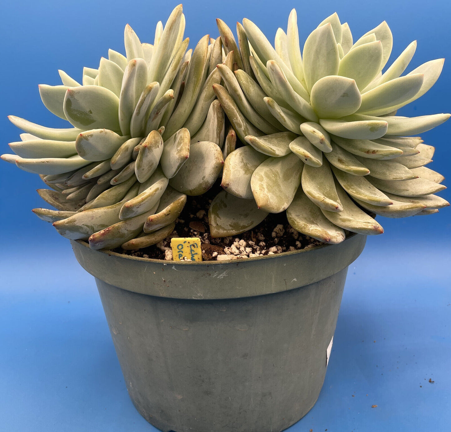 Echeveria Orange Monroe - Hens And Chicks - Huge Plant With Two Heads!