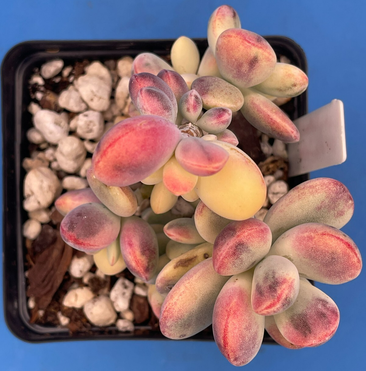 Cotyledon Orbiculata Var Oophylla f. Variegata! EXACT PLANT! Rare! 3.5" Pot (1)