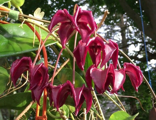 Hoya onychoides Rooted In 3.5" pot - No Ship California/Arizona
