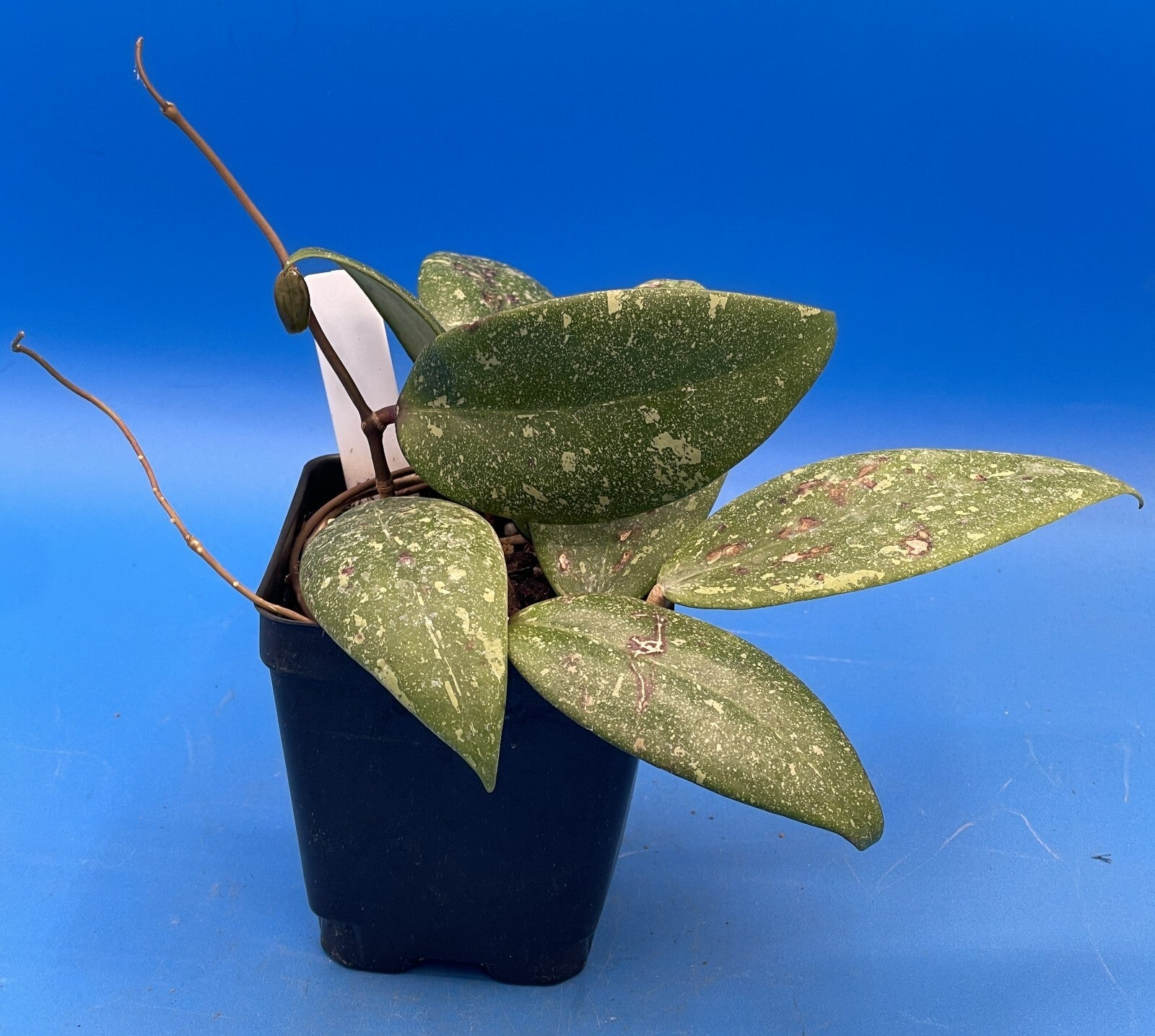 Hoya 'Vietnam AH001'  RARE! Exact Plant! Rooted  Grown In 3.5" Pot (1)