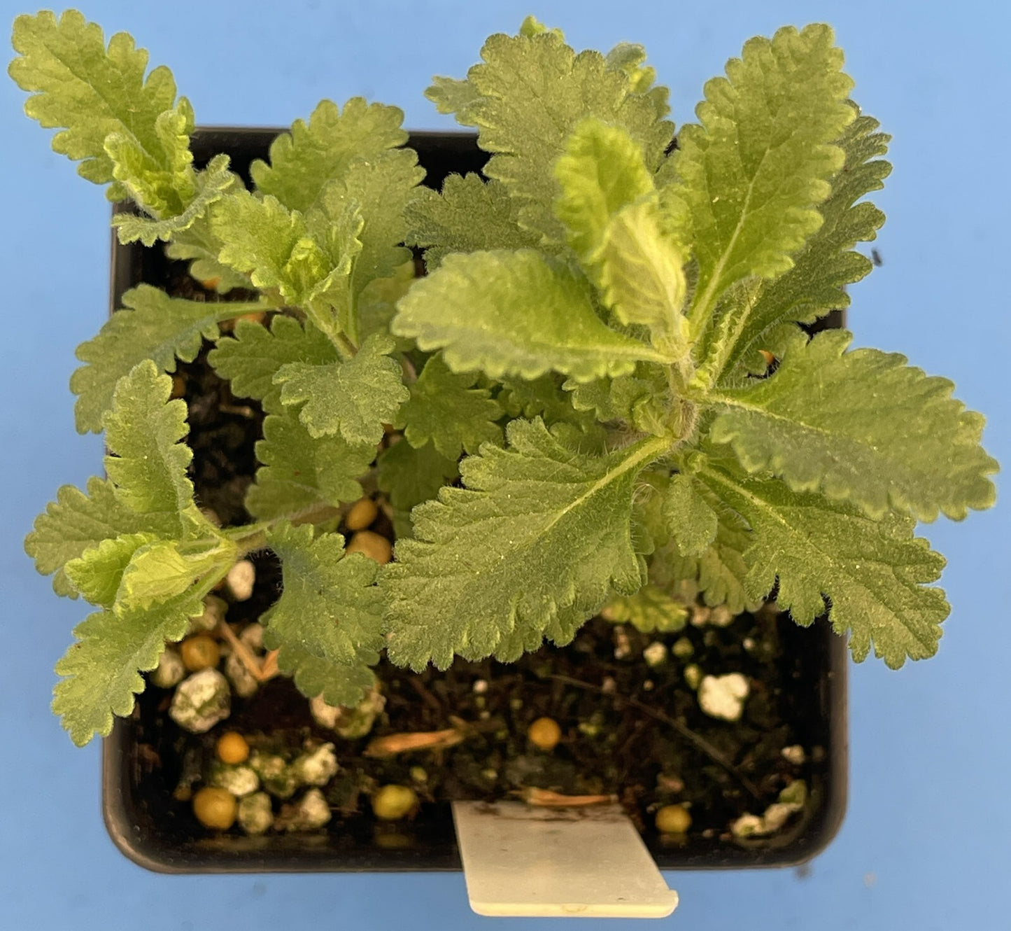 Germander Live Plant 3" Starter Pot - Teucrium Chamaedrys