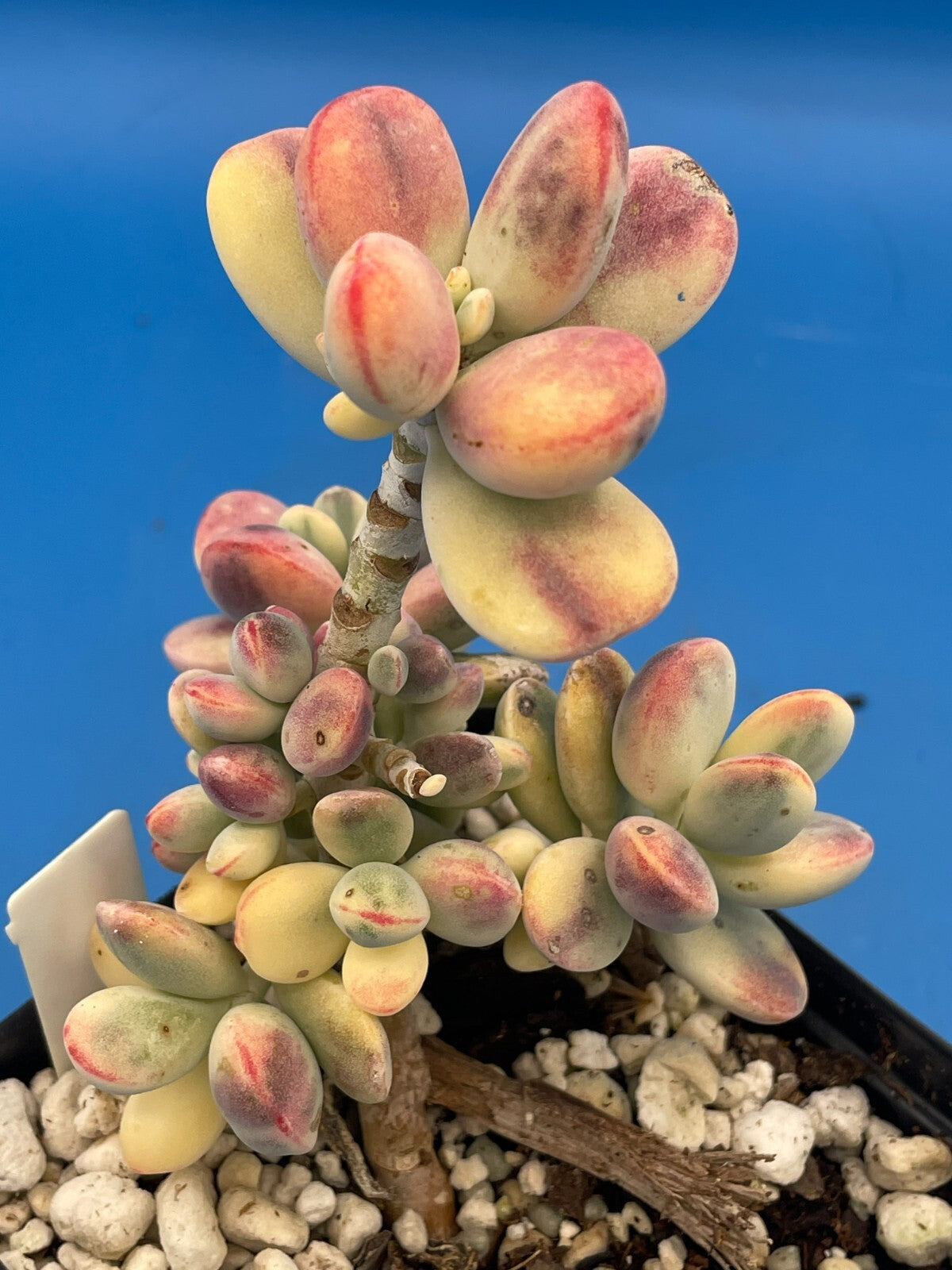Cotyledon Orbiculata Var Oophylla f. Variegata! EXACT PLANT! Rare! 3.5" Pot (2)