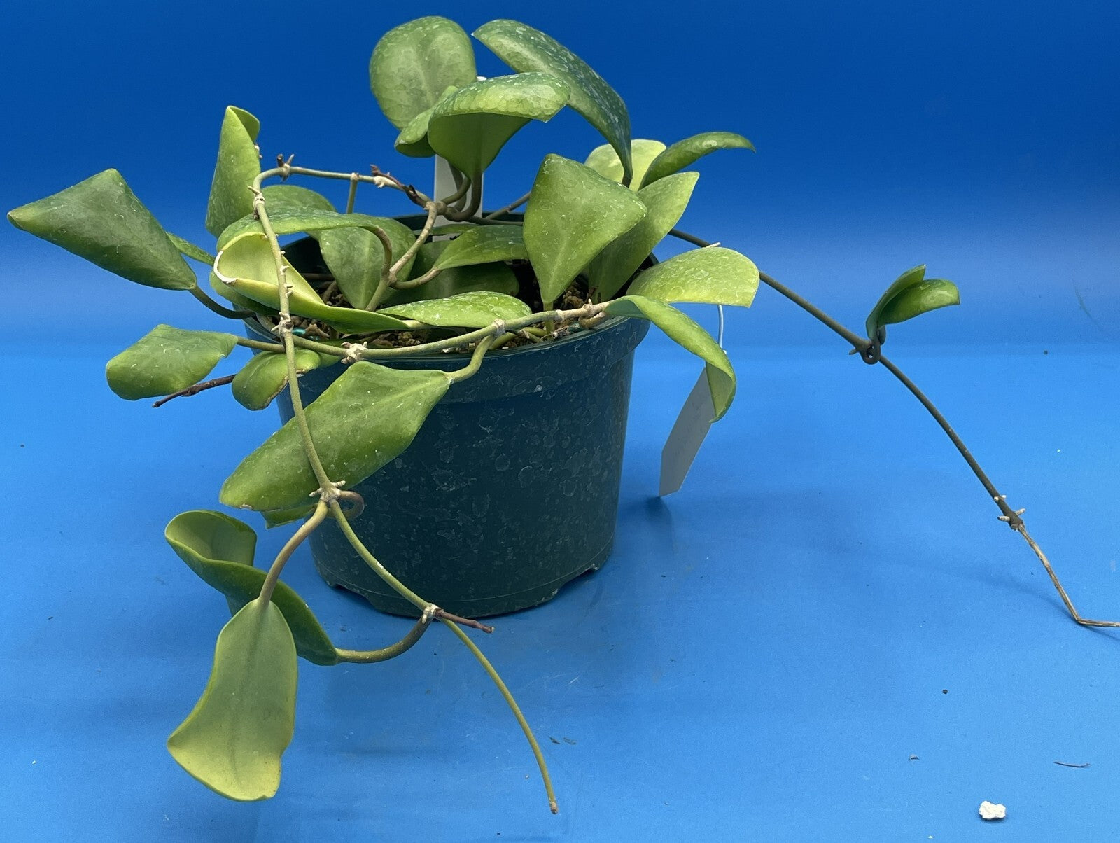 Hoya Lucardenasiana RARE! Exact Plant! Rooted - Grown In 5.5" pot - Very Healthy