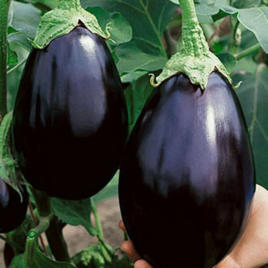 Eggplant, Black Beauty Starter Plant Solanum Melongena ‘Black Beauty’  In 3" Pot