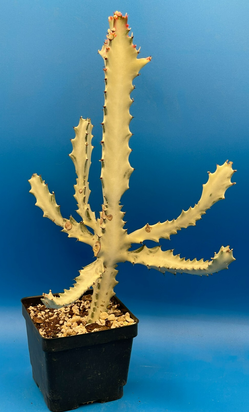 White Ghost Cactus Euphorbia Lactea 4.5" Super Healthy! The Four Armed Freak !-)