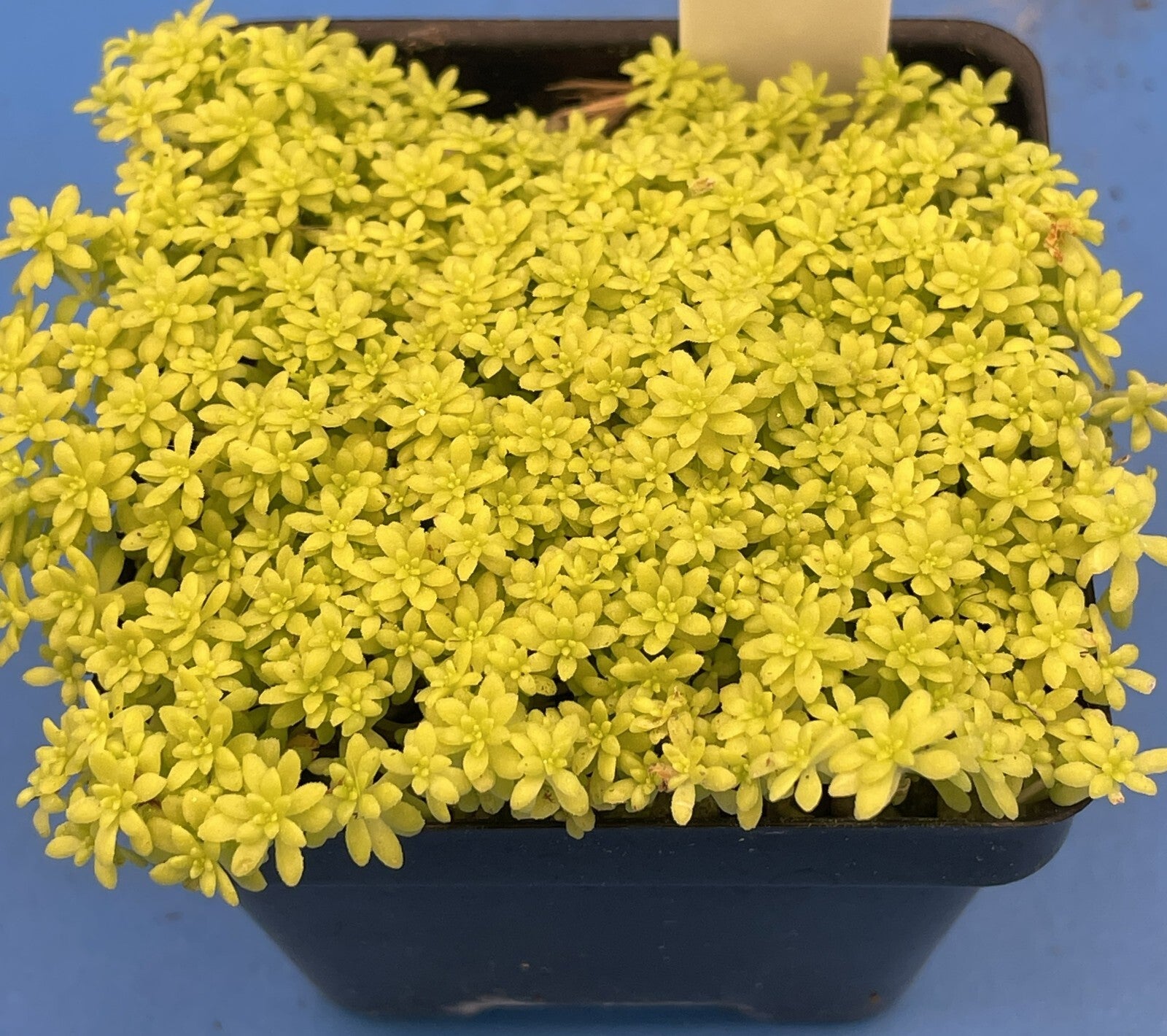 yellow succulent ground cover Sedum Gold Moss - Ships in 3” pot
