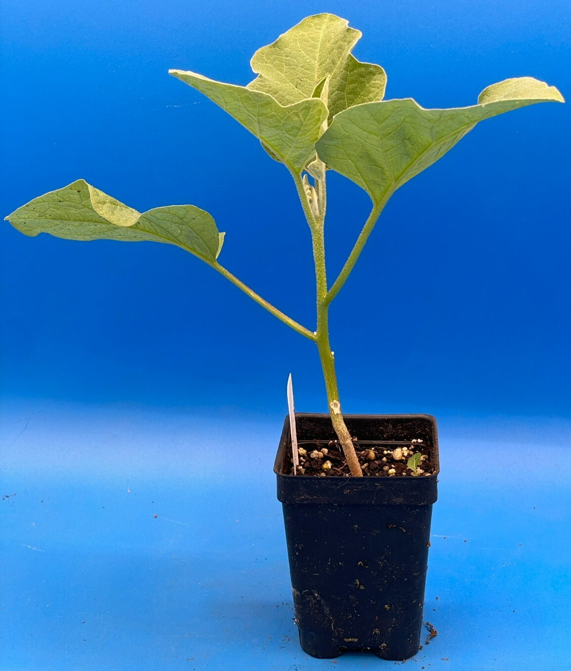 Eggplant, Ping Tung Long Live Plant 3" Starter Pot Solanum Melongena
