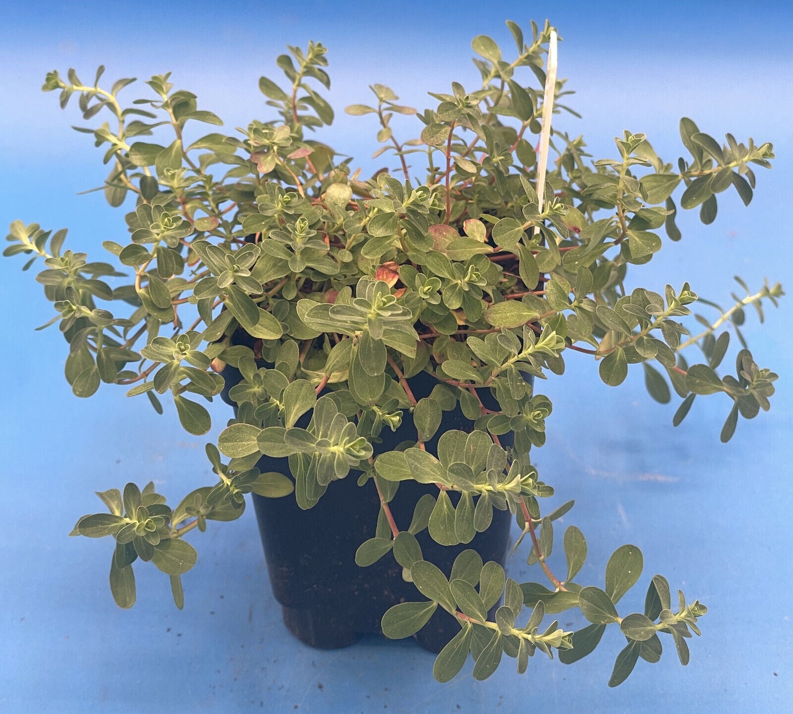 St John's Wort Live Plant 3" Starter Pot - Hypericum