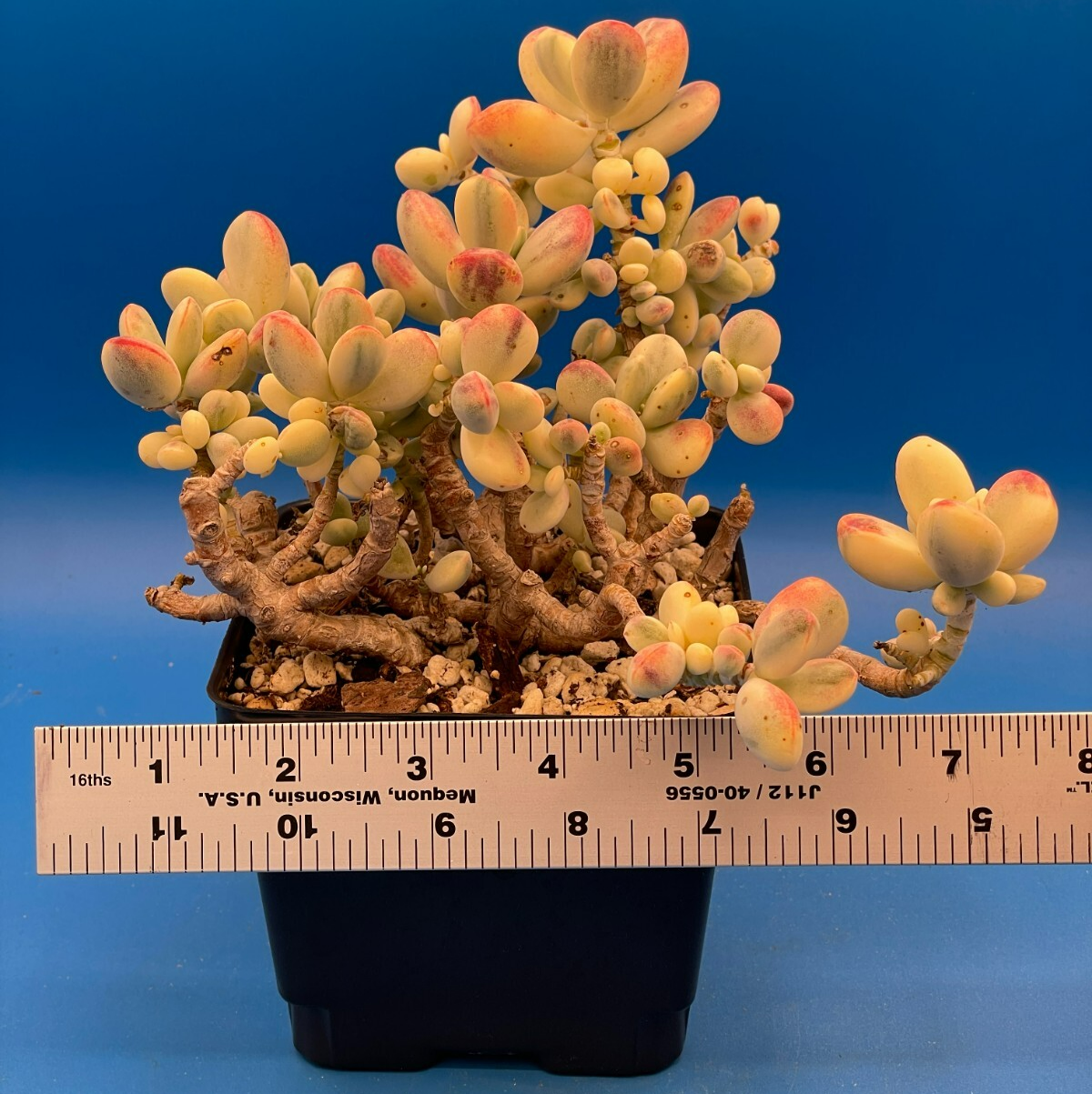 Cotyledon Orbiculata Var Oophylla f. Variegata! EXACT PLANT! Rare! 4.5" Pot (1)