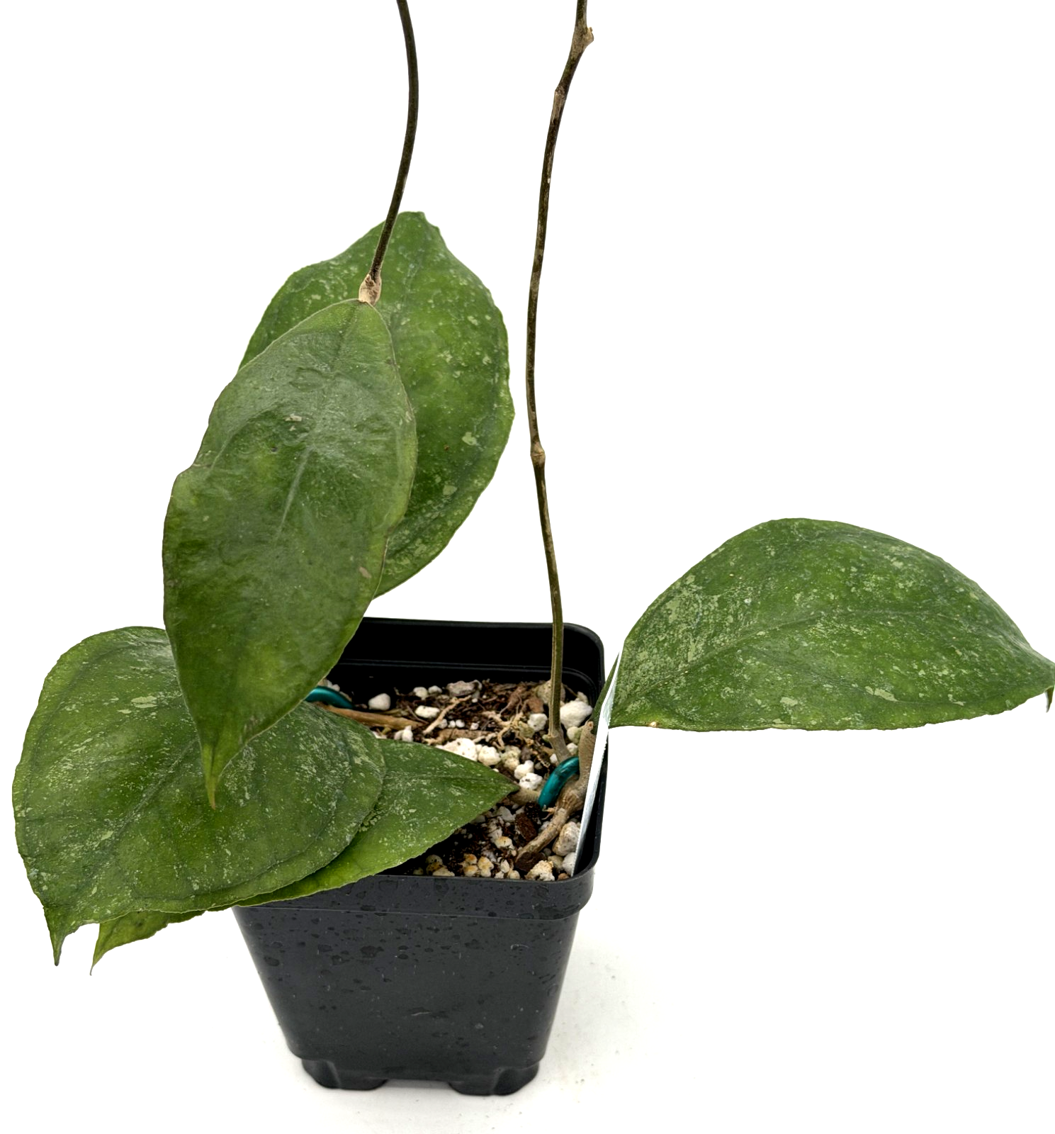 Hoya 'Chicken Farm' Rooted Grown In 3.5" pot - Can't Ship to California/Arizona