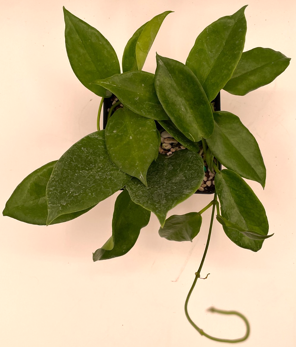 Hoya macgillivrayi - Rare - Mature Plant In 3.5" Pot - SO HEALTHY! Bloom Size!