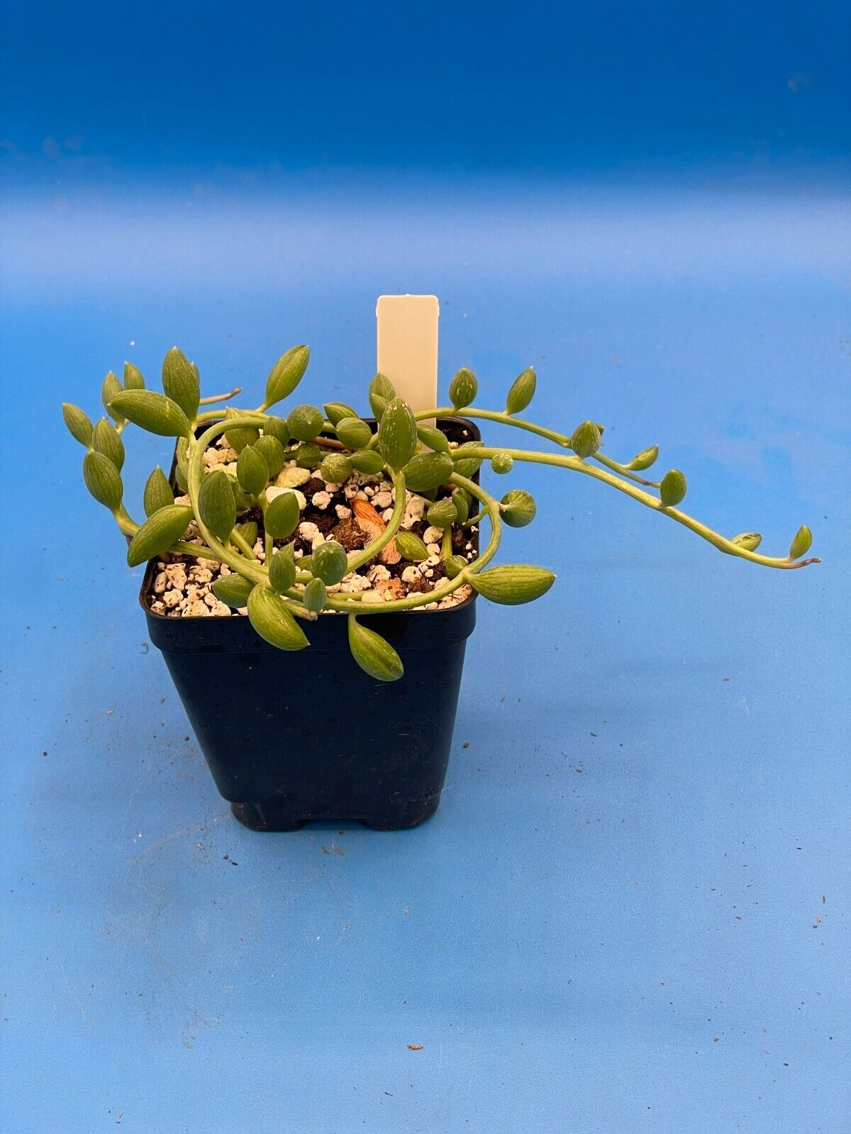 String of Watermelons - Curio herreanus - Ships in 3.5” Pot