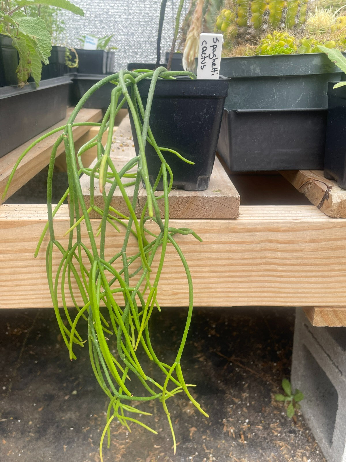 Rhipsalis baccifera - Spaghetti Cactus - 3.5" Pot - Full And Super Healthy