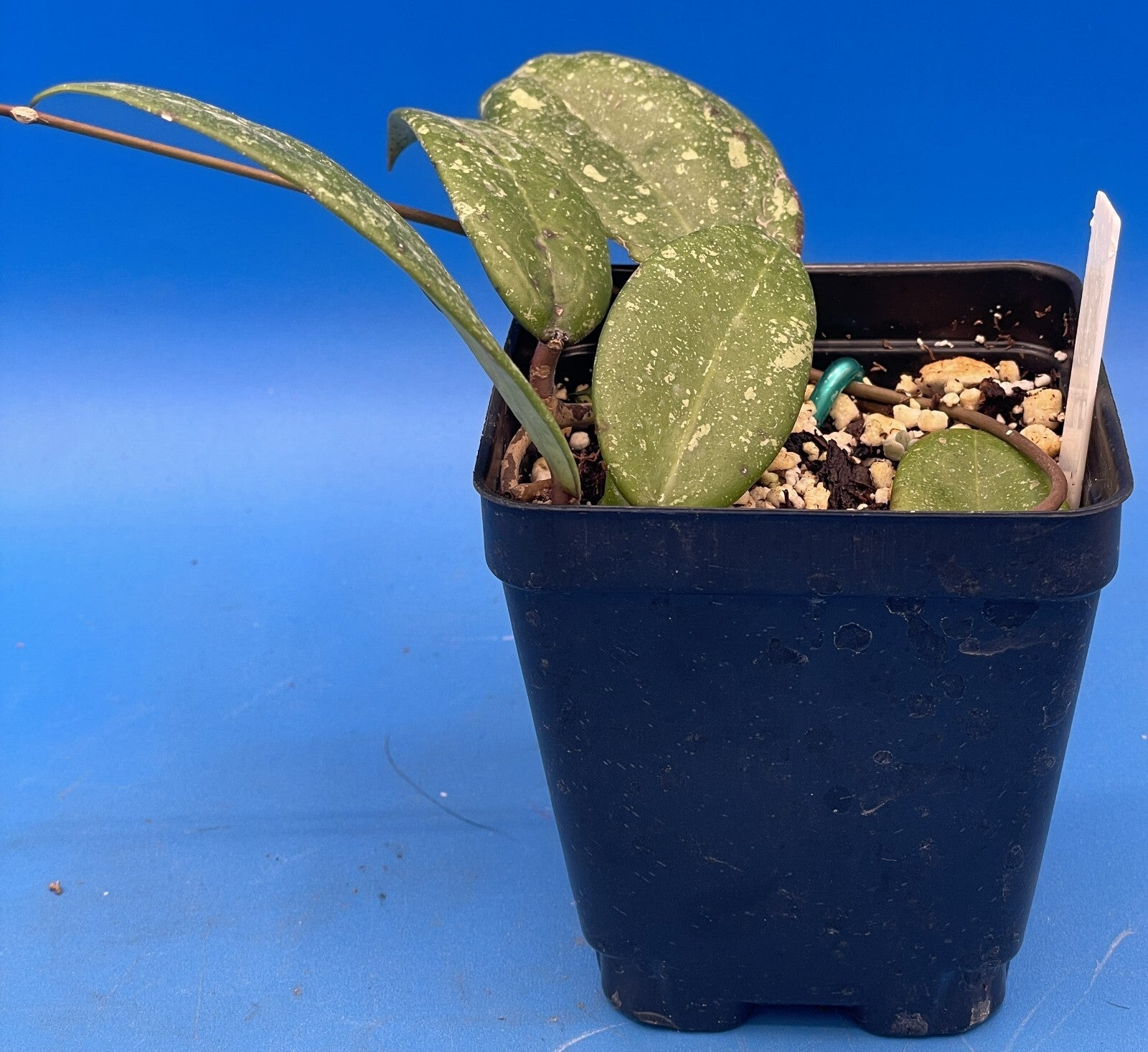 Hoya 'Vietnam AH001'  RARE! Exact Plant! Rooted  Grown In 3.5" Pot (3)