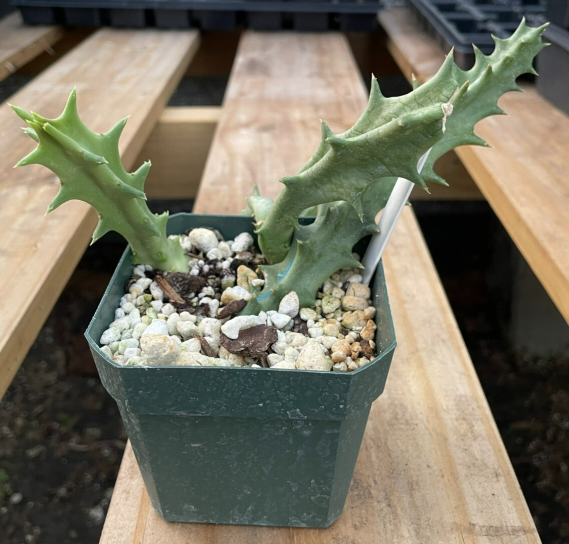 Orbea Lutea Var. Vaga EXTRA LARGE SIZE! In 3.5" Pot WELL ROOTED! (1)
