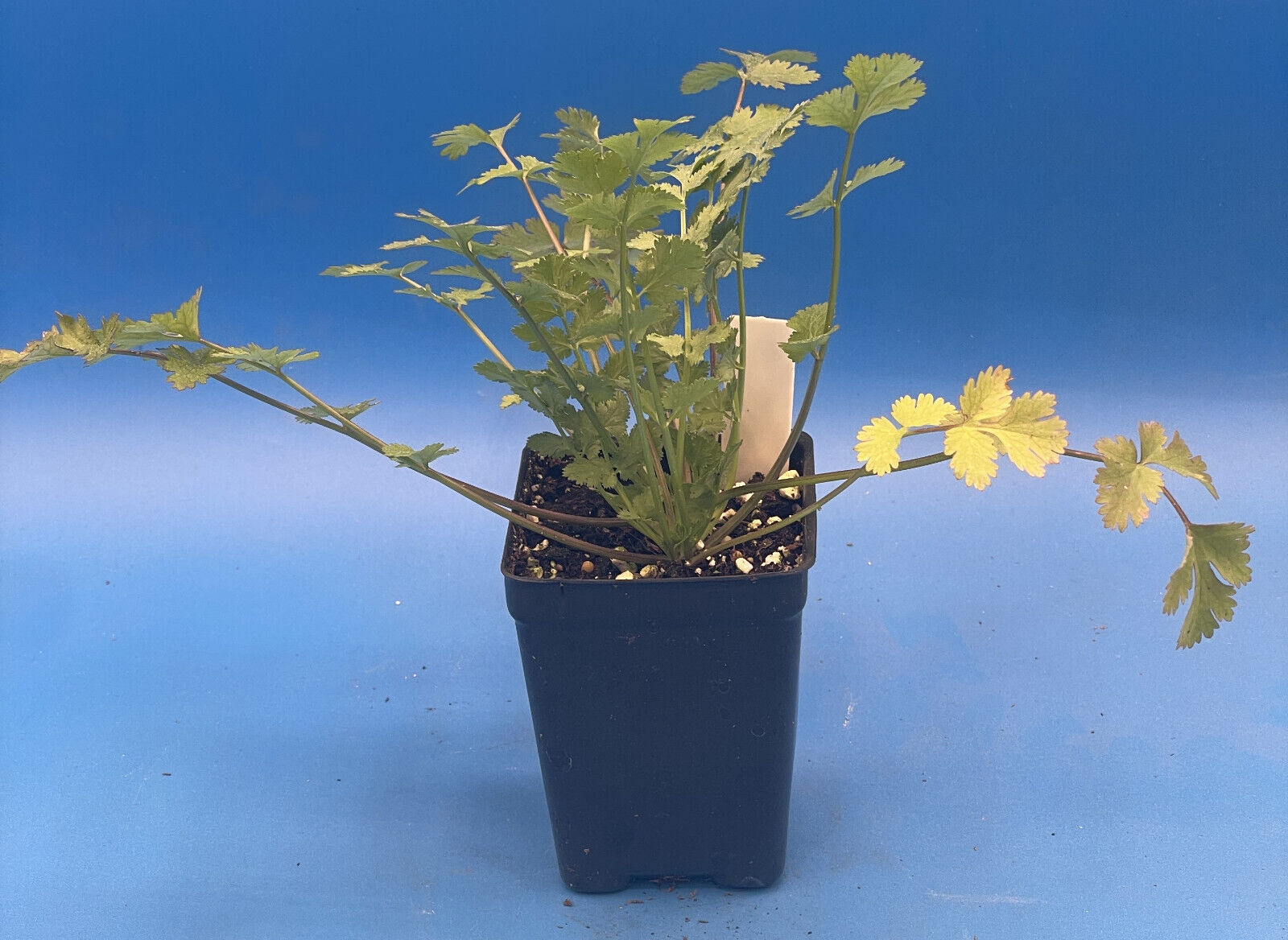 Cilantro Calypso Live Plant 3" Starter Pot - Coriandrum Sativum - Slow To Bolt!