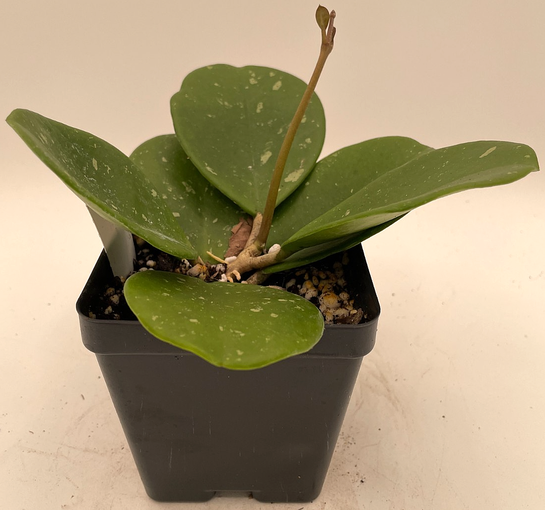Hoya obovata Splash Leaves Fully Rooted Grown In 3.5" pot - Very Healthy!