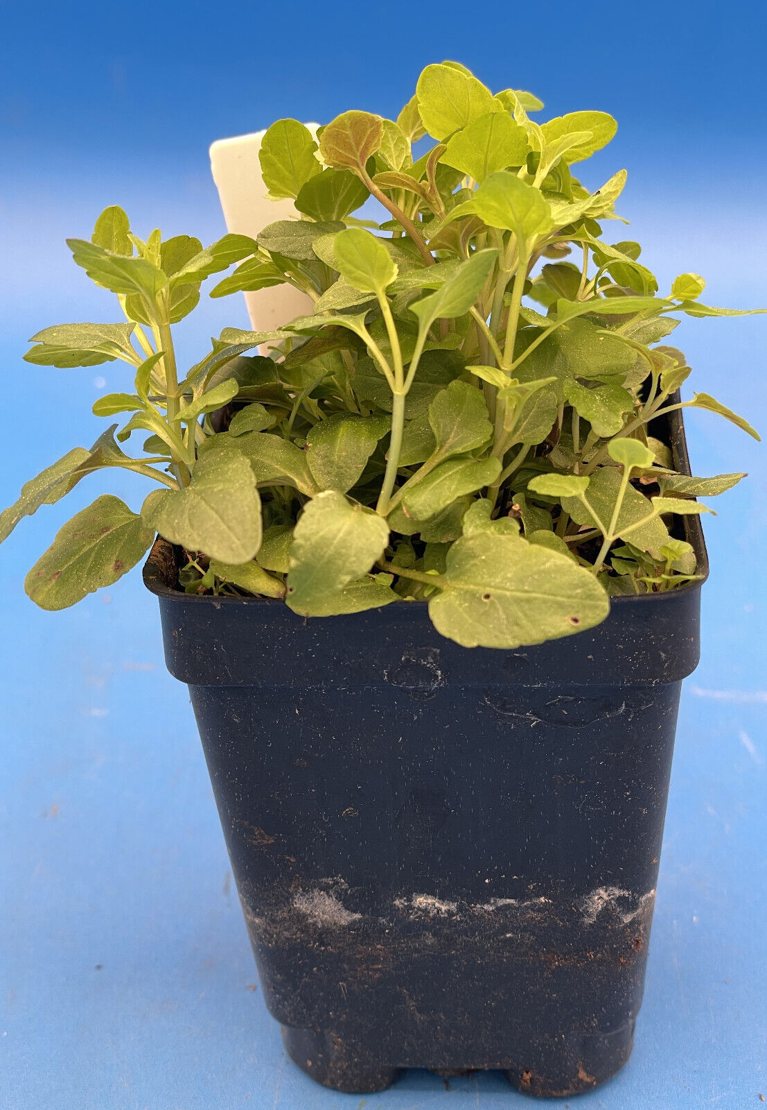 Barbat Skullcap Live Plant 3" Starter Pot - Scutellaria Barbata