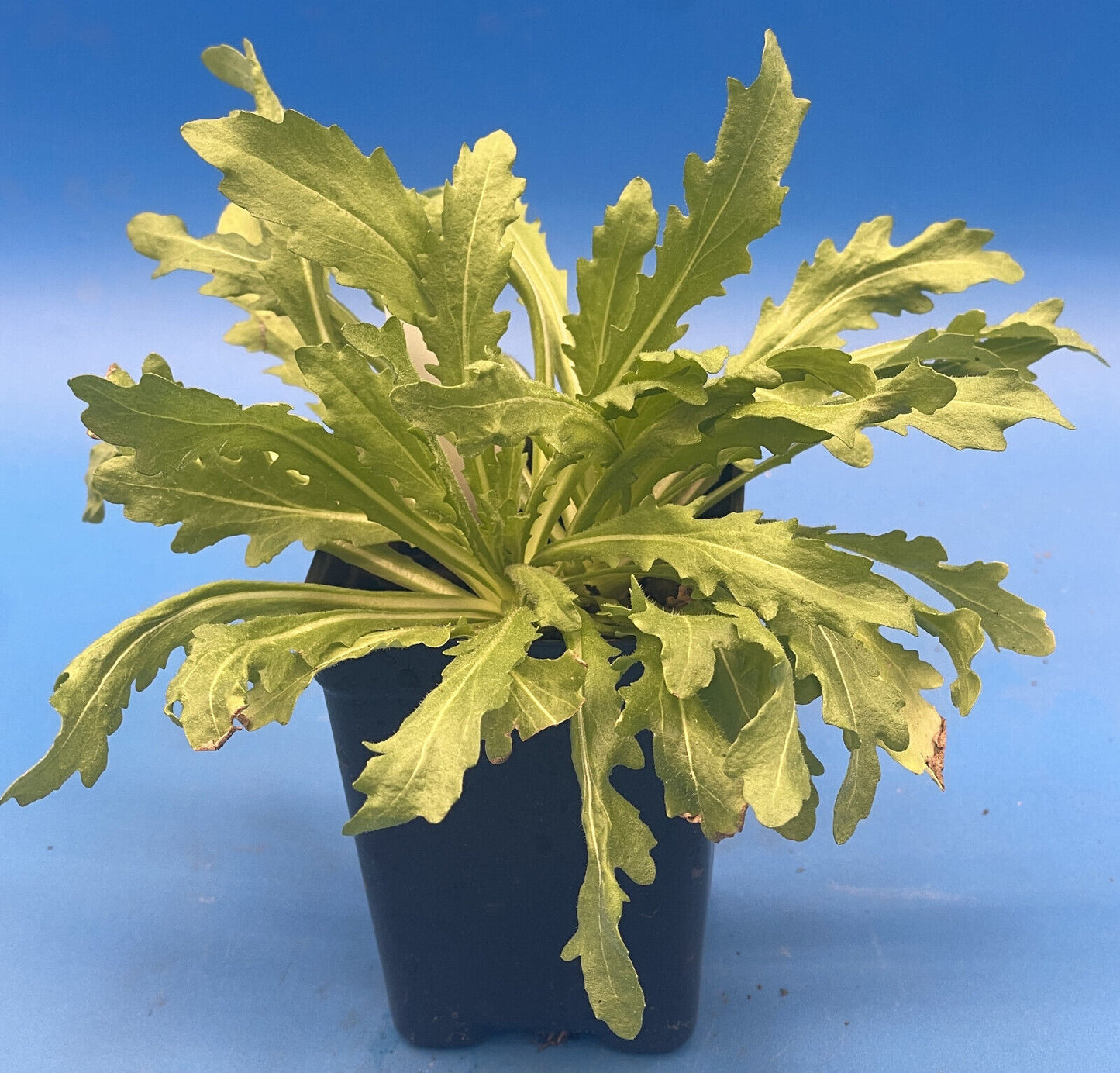 Pineapple Flowers Live Plant 3" Starter Pot - Helenium Aromaticum