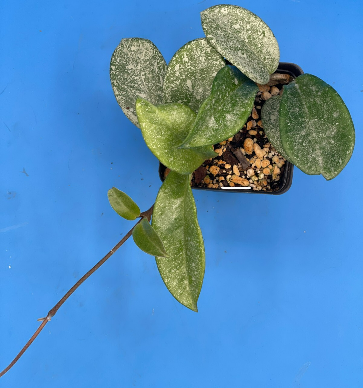 Hoya Carnosa ' Nova Ghost ' - 3.5 Inch Pot Super Healthy and Fully Rooted! (2)
