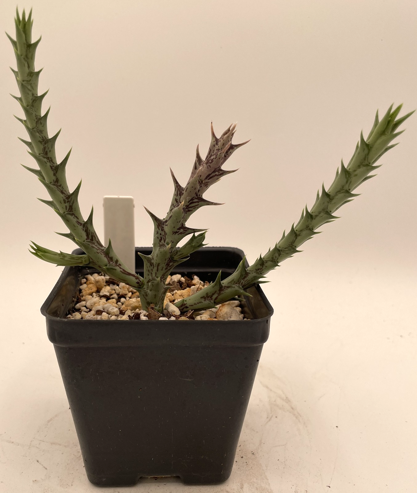 Orbea Semitubiflora 3.5" Potted Plant - Well Rooted - No Ship to Cali or Arizona