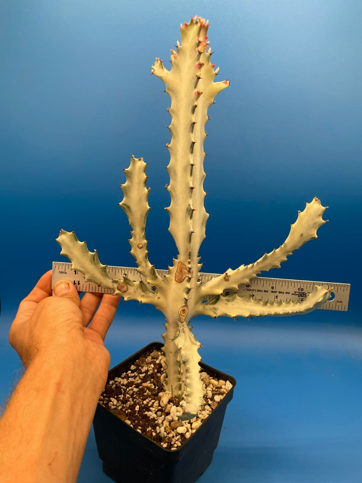 White Ghost Cactus Euphorbia Lactea 4.5" Super Healthy! The Four Armed Freak !-)