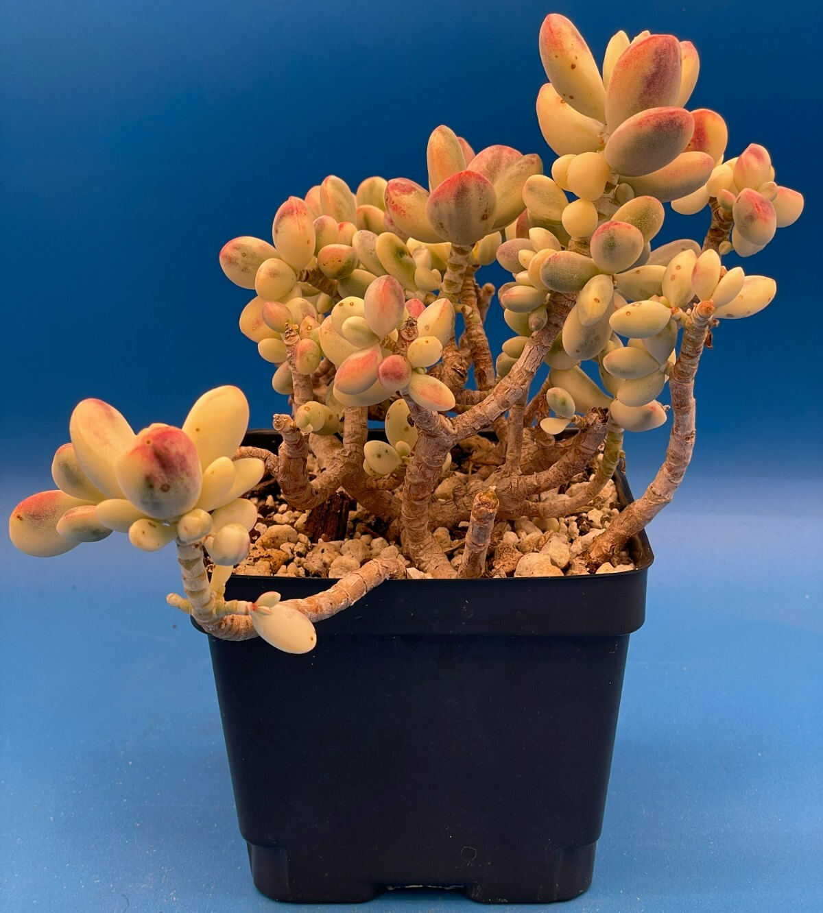 Cotyledon Orbiculata Var Oophylla f. Variegata! EXACT PLANT! Rare! 4.5" Pot (1)