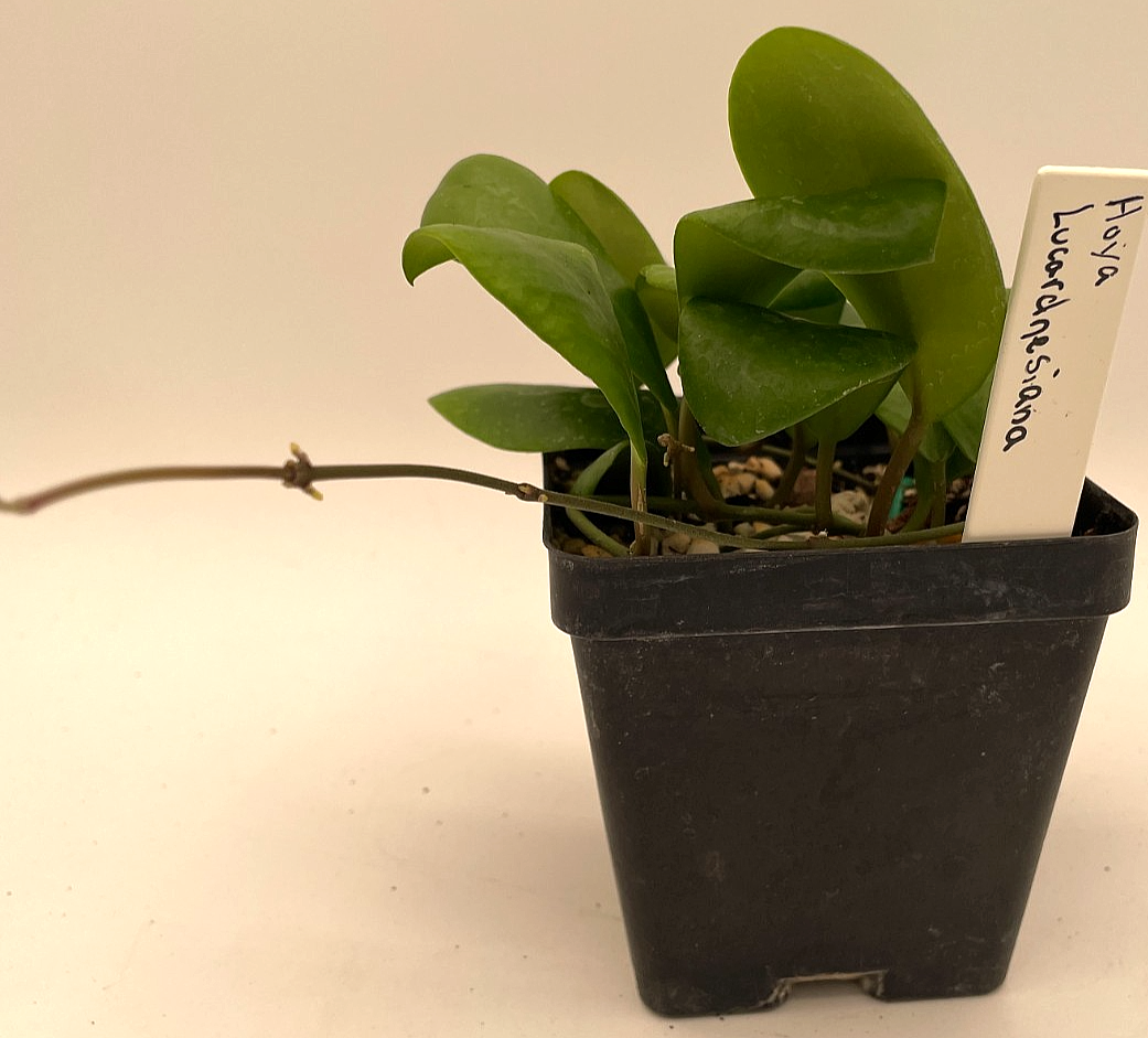 Hoya Lucardenasiana RARE! Well Rooted In 3.5" pot - Very Healthy - Houseplants