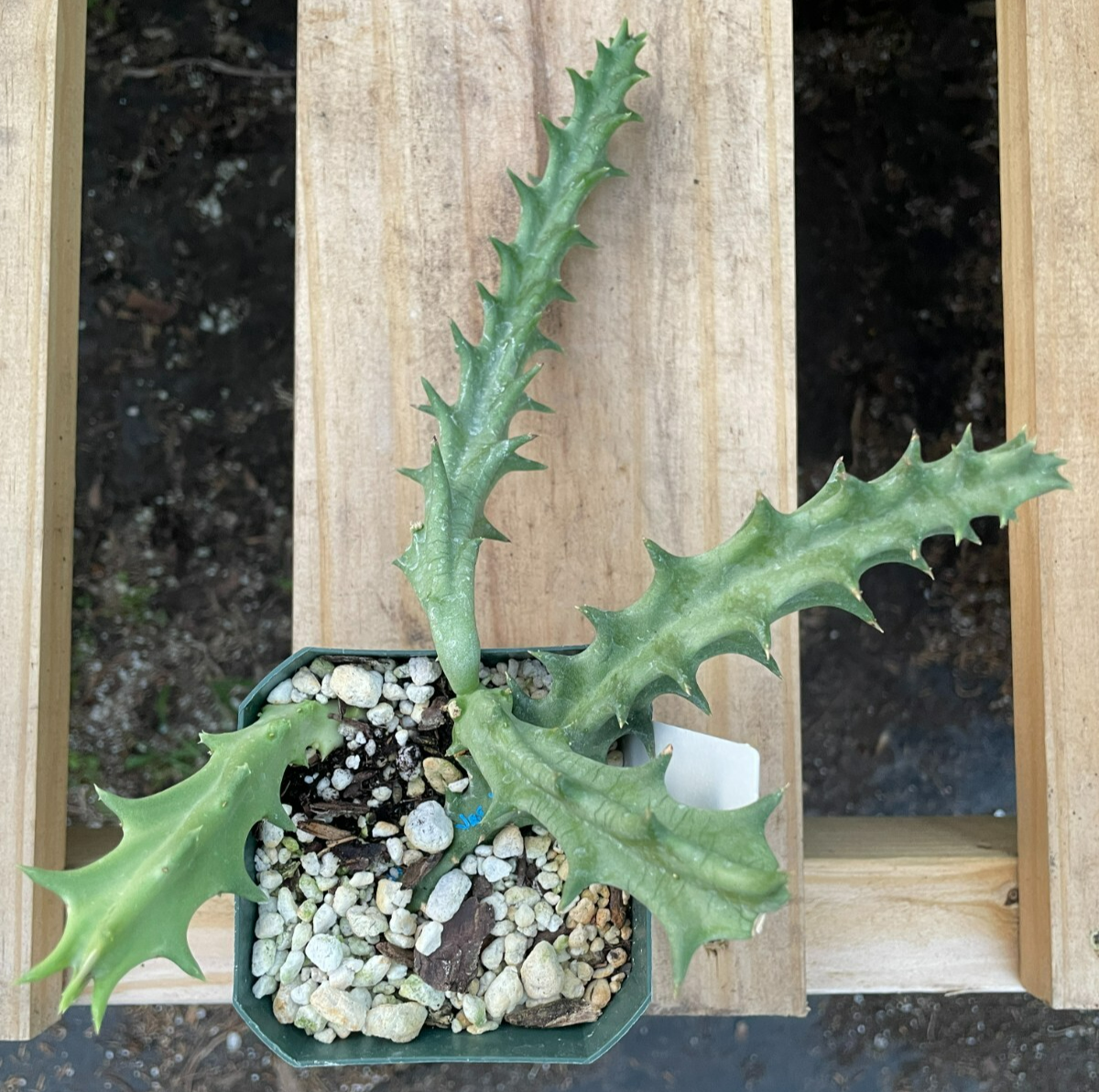 Orbea Lutea Var. Vaga EXTRA LARGE SIZE! In 3.5" Pot WELL ROOTED! (1)