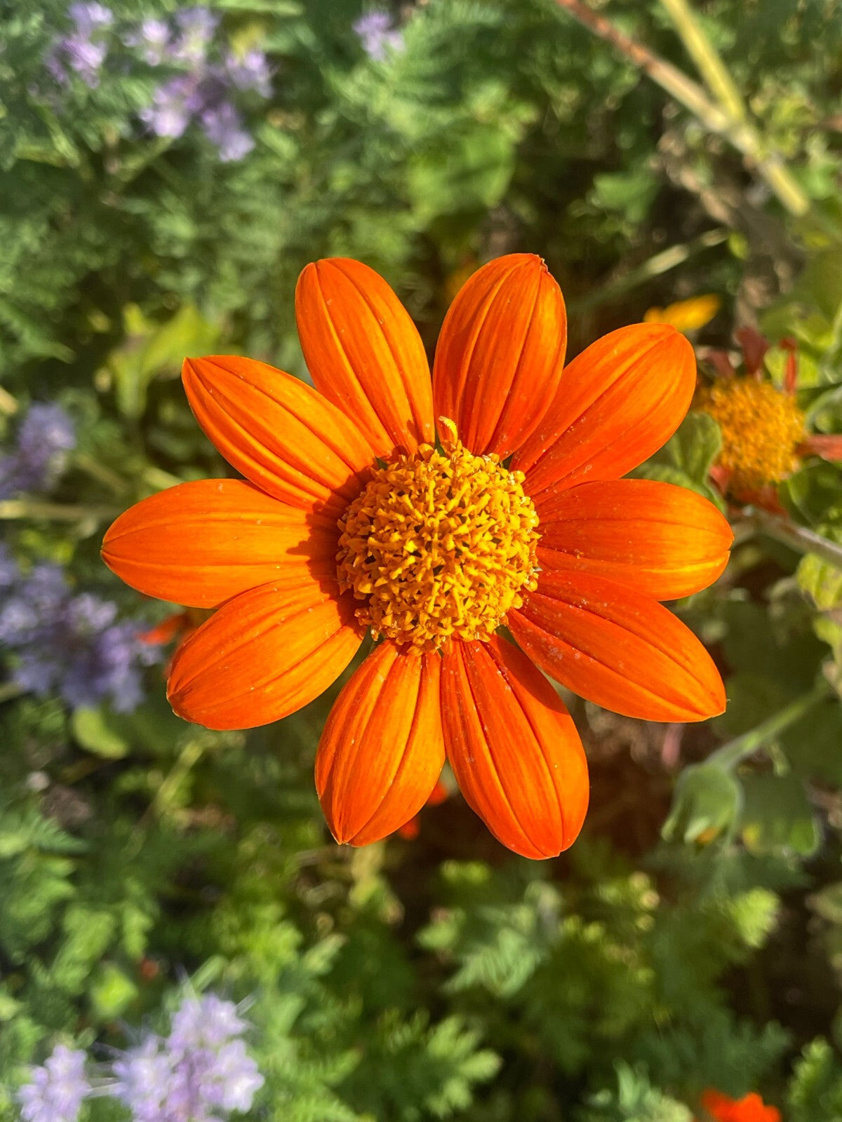 Mexican Sunflower Live Plant 3" Starter Pot - Tithonia Rotundifolia