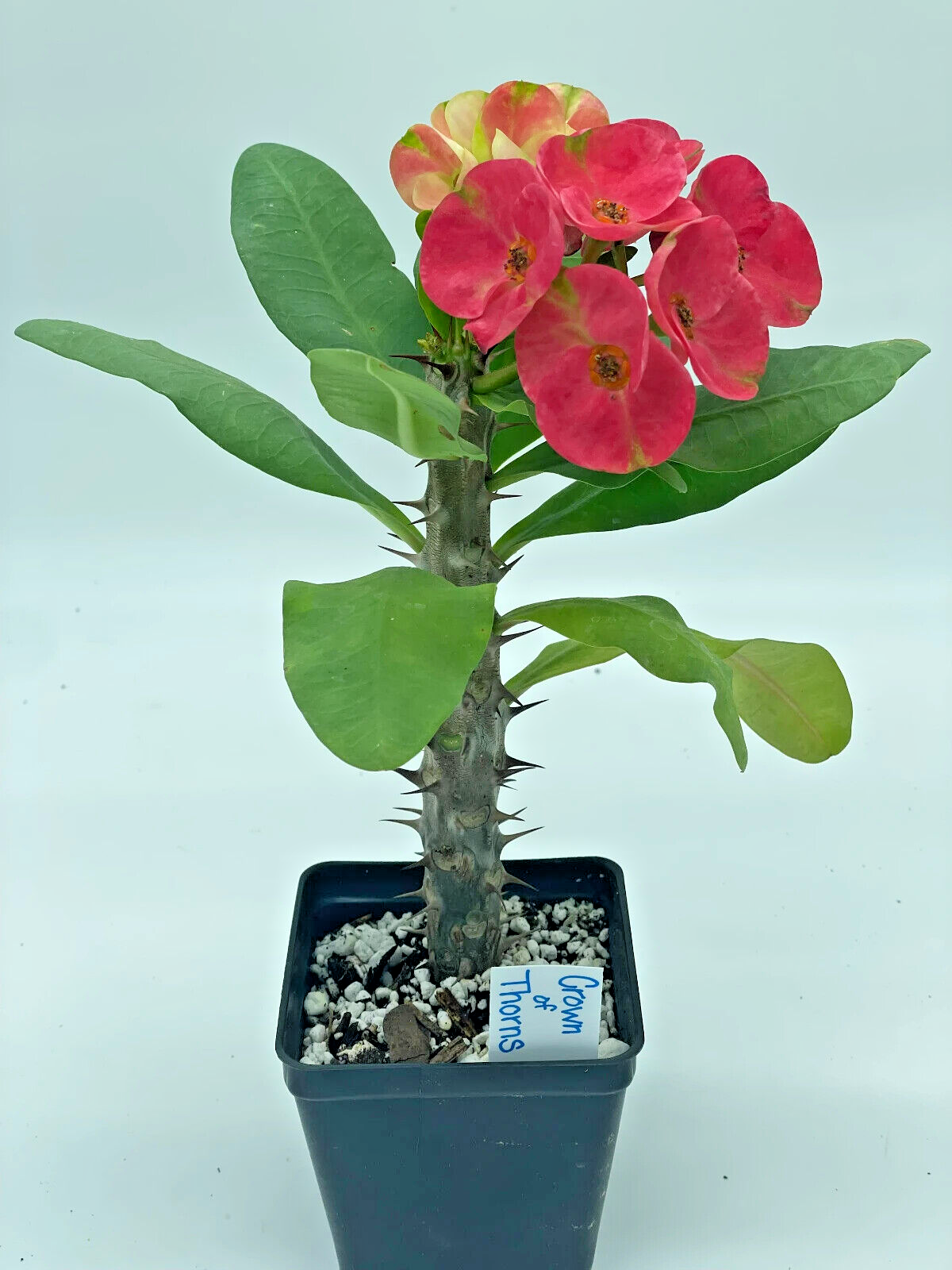 Crown Of Thorns Red Millionaire Korean Hybrid Euphorbia Milii Hybrid