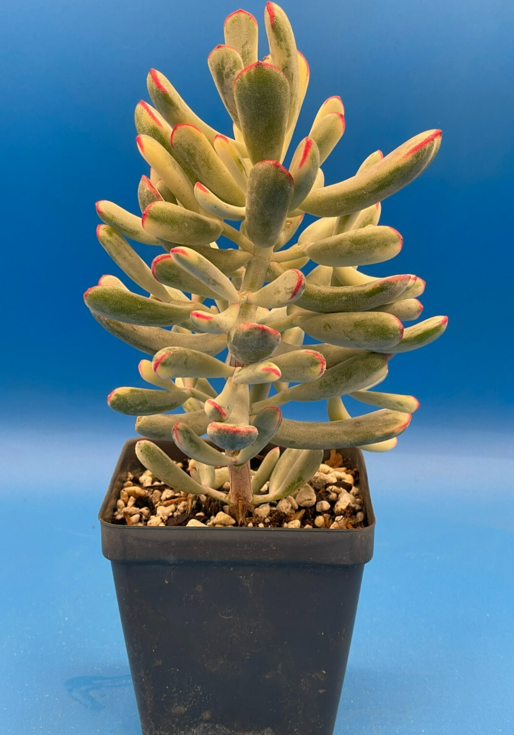 Cotyledon Orbiculata Flanaganii f. variegata! EXACT PLANT! Rare! 3.5" Pot (2)