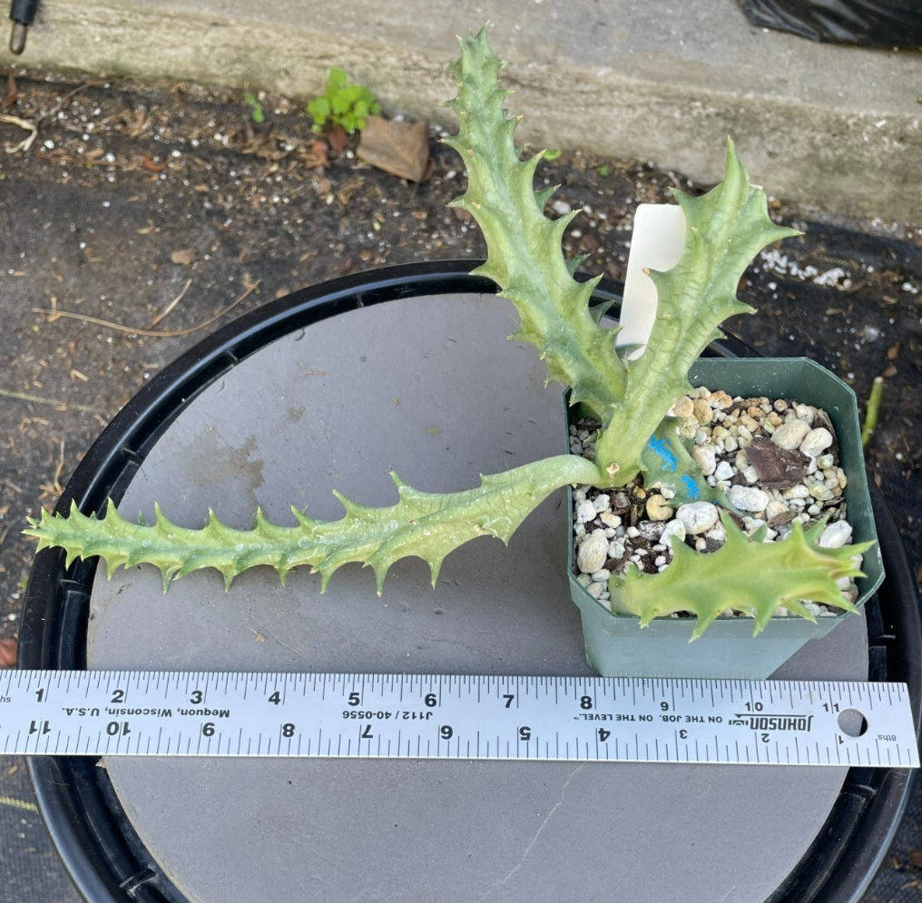 Orbea Lutea Var. Vaga EXTRA LARGE SIZE! In 3.5" Pot WELL ROOTED! (1)