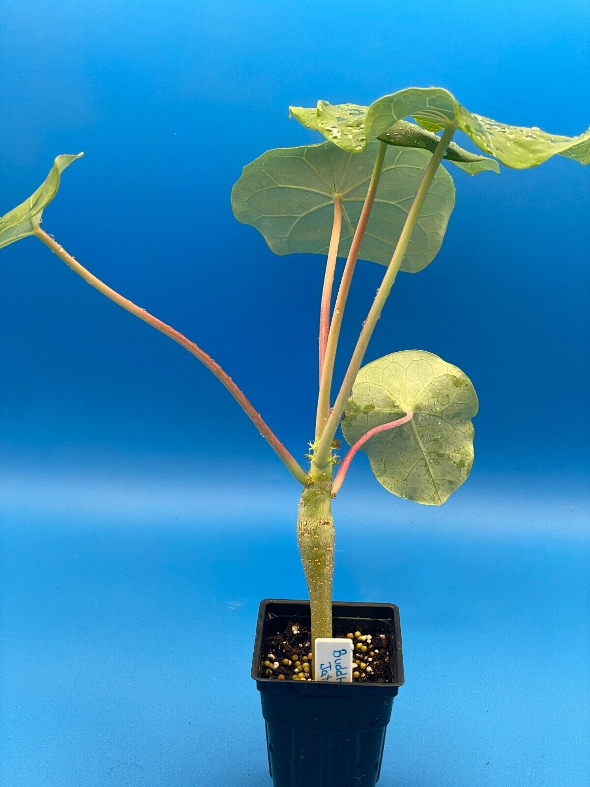 Buddha Belly Jatropha Starter Plant - Jatropha Podagrica Grows Caudex !