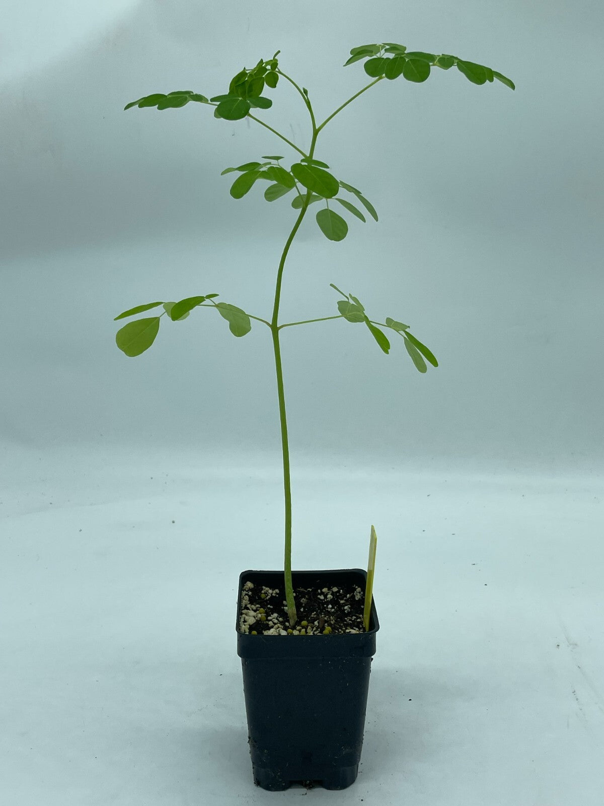 Moringa olifera Live Plant 3" Starter Pot - Horseradish Tree SUPERfood!