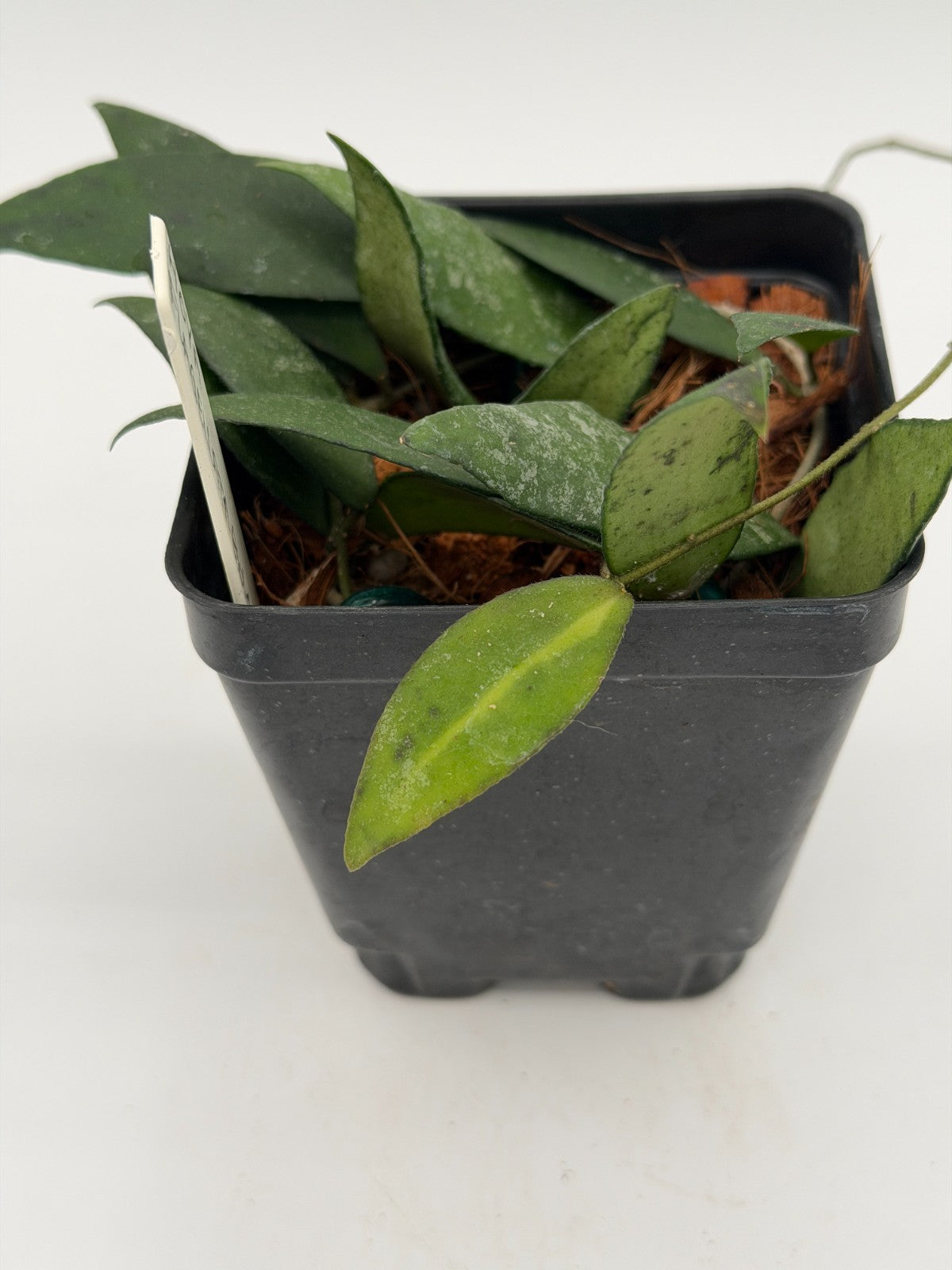 Hoya flagellata 'Gold' Rooted In 3.5" pot - Multiple Nodes and Leaves!