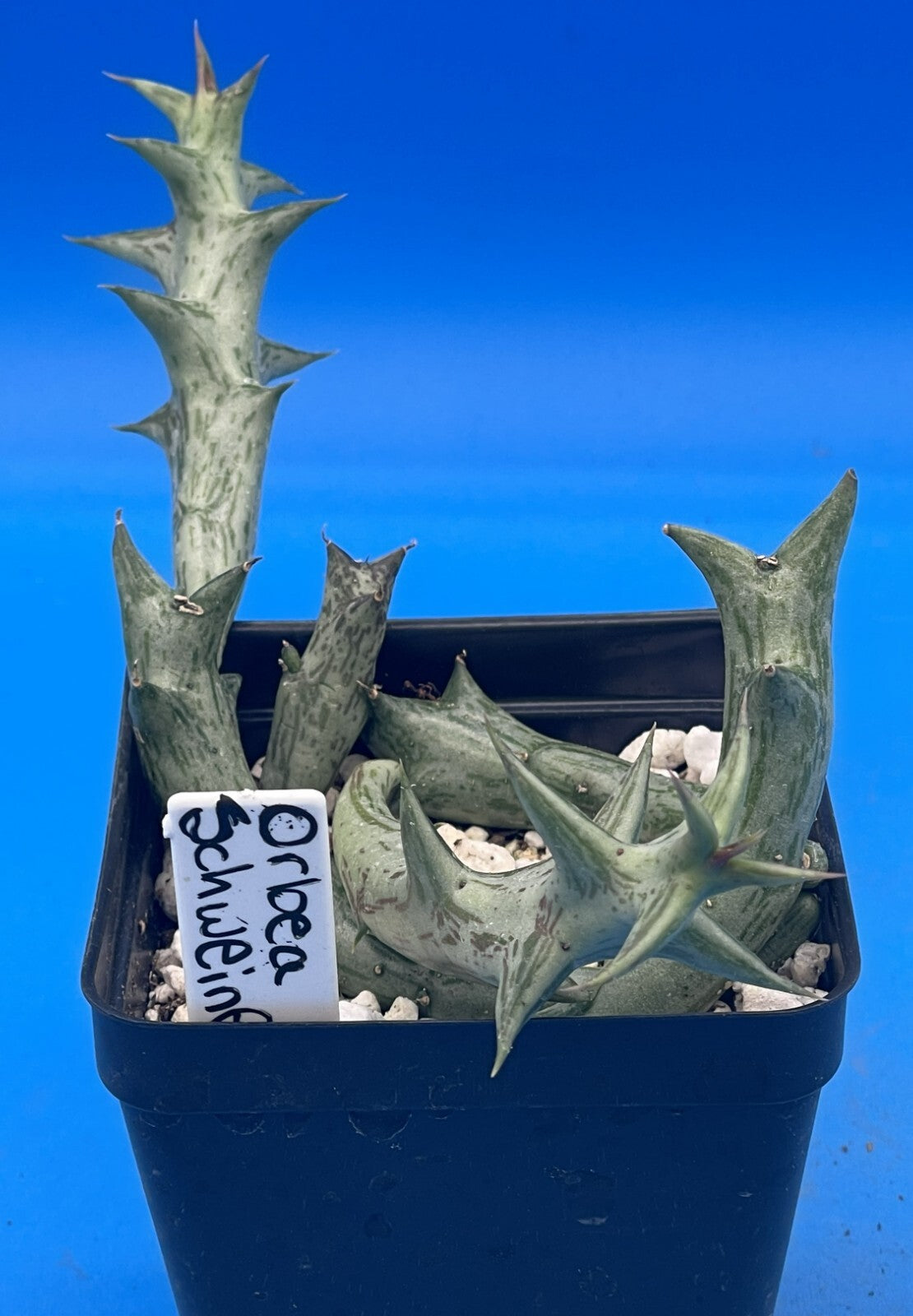 Orbea Schweinfurthii  3.5" Pot WELL ROOTED! Orange Carrion Flower