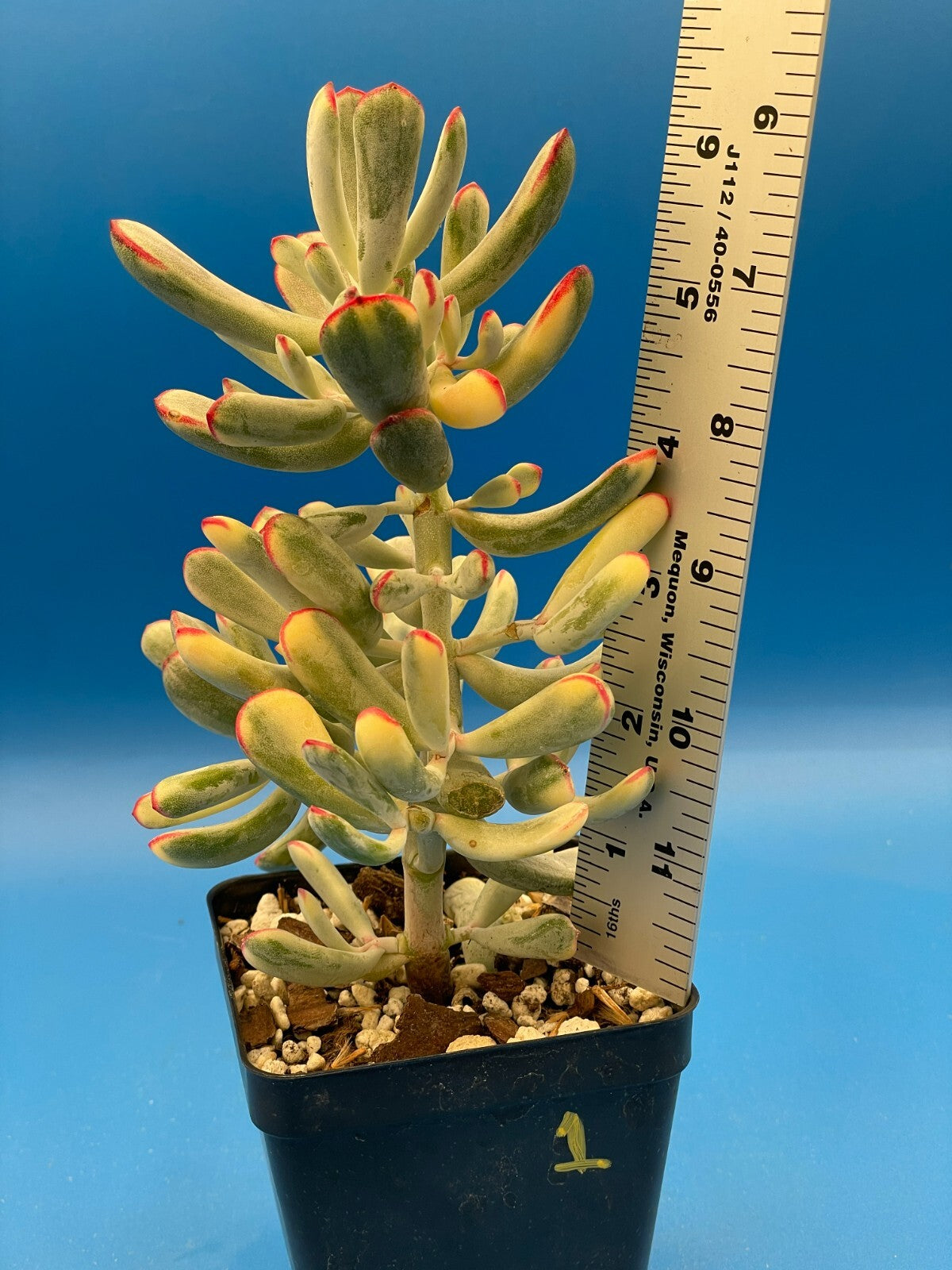 Cotyledon Orbiculata Flanaganii f. variegata! EXACT PLANT! Rare! 3.5" Pot (1)
