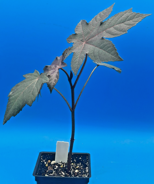 Castor, New Zealand Purple Live Plant 3" Starter Pot - R. communis