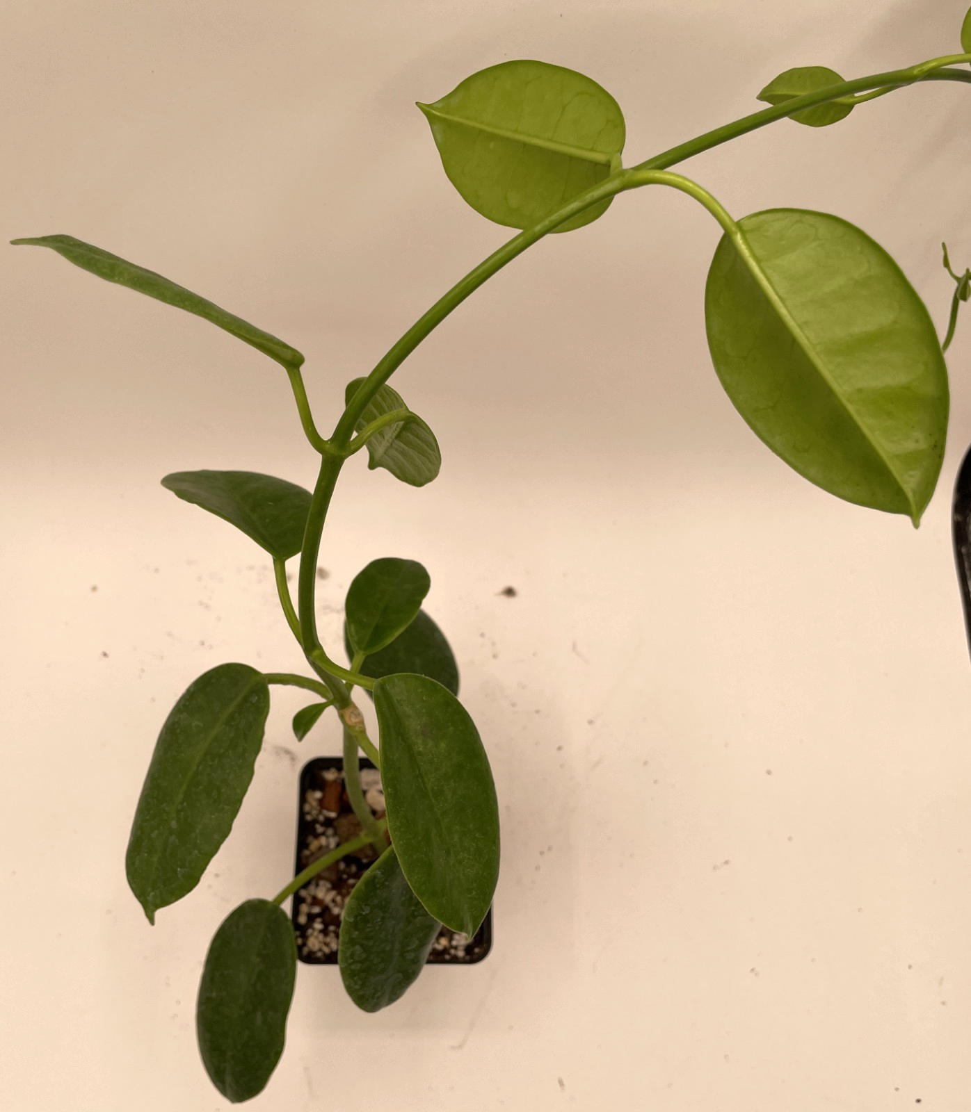 Hoya Ruthie Fully Rooted Grown In 3.5" pot - Eriostemma