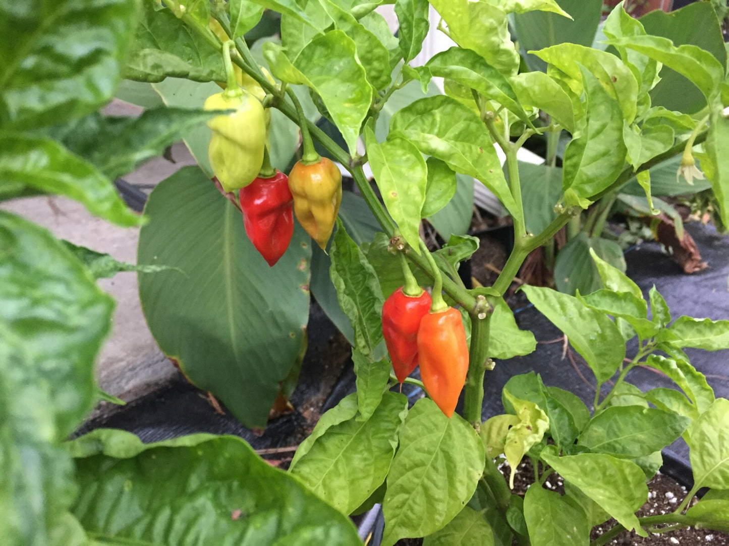 Sweet Datil Pepper Live 3" Starter Plant - Capsicum Chinense - Mild & Fruity!!!