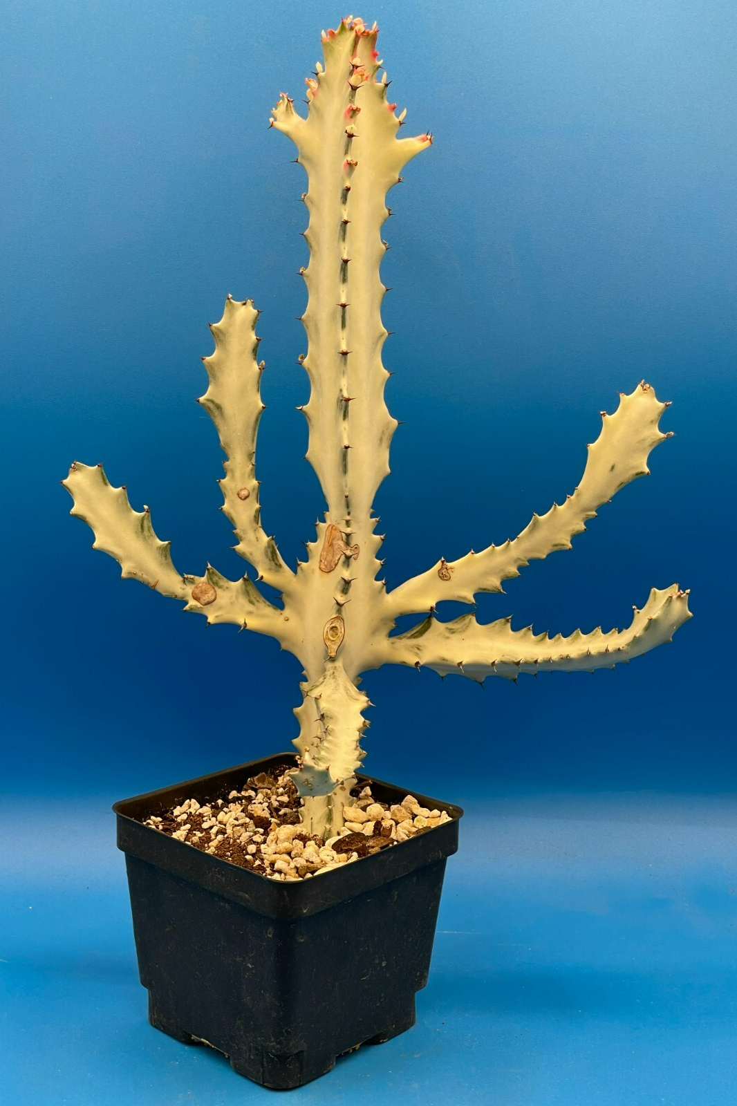 White Ghost Cactus Euphorbia Lactea 4.5" Super Healthy! The Four Armed Freak !-)