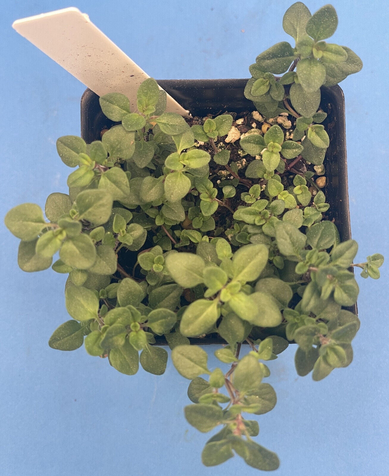 Wild Thyme Live Plant 3" Starter Pot - Thymus praecox