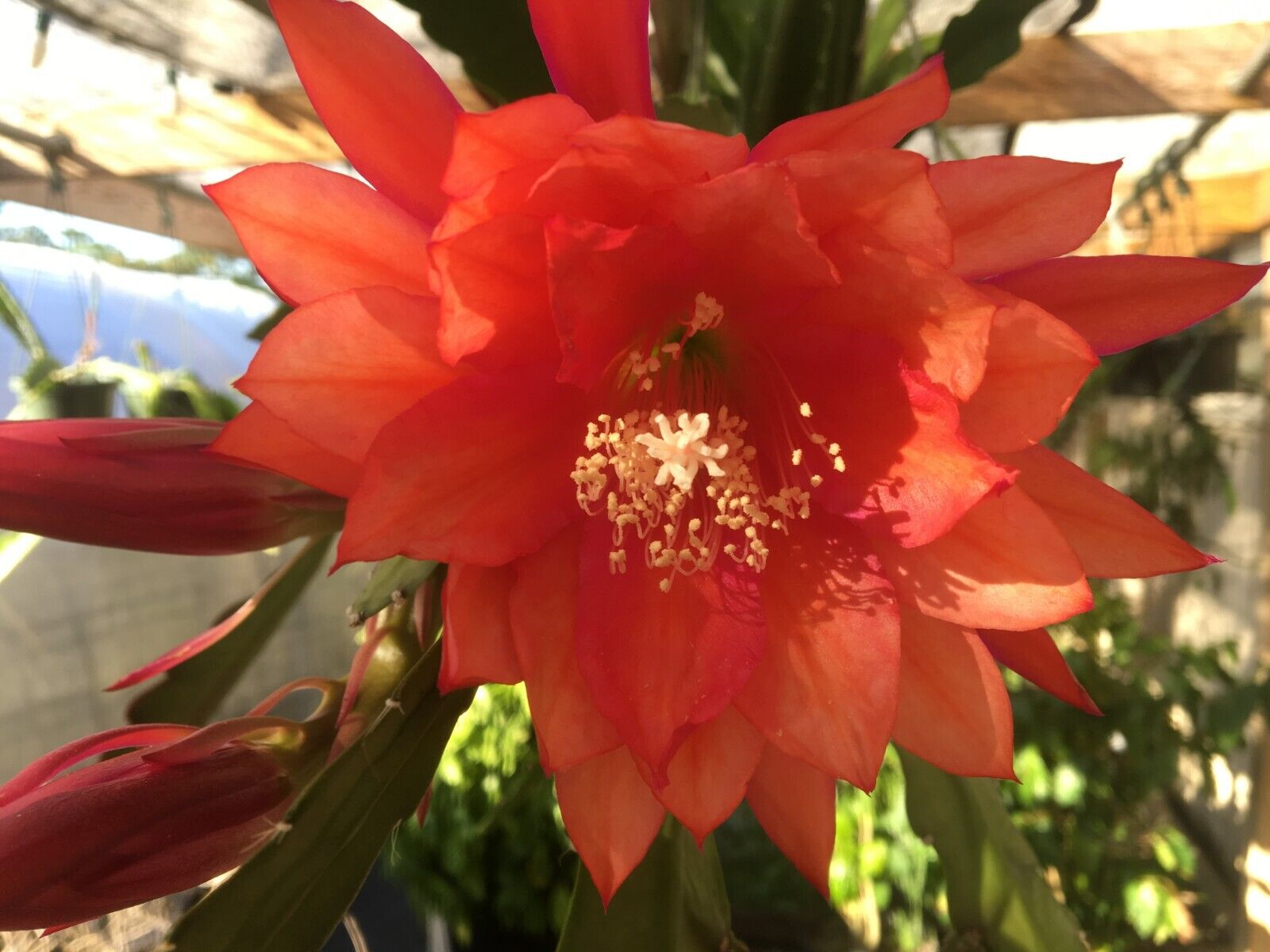 Epiphyllum 'Three Orange' Fully-Rooted Starter Pot