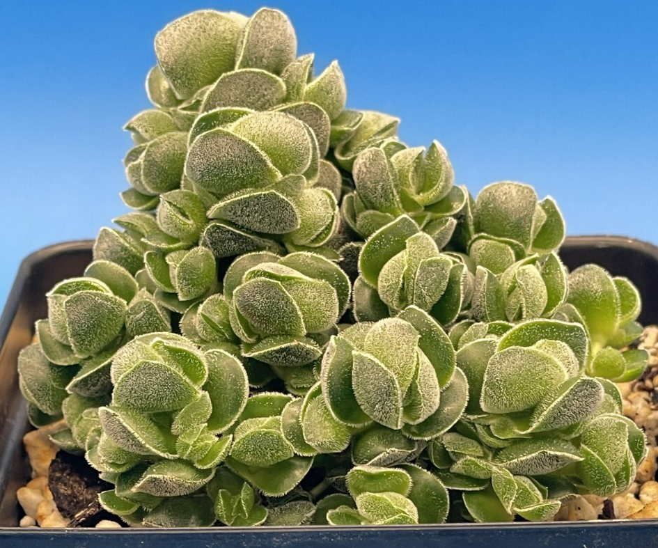 Crassula Pangolin RARE Crassula Hybrid - Ships in 3.5” pot (Y1)