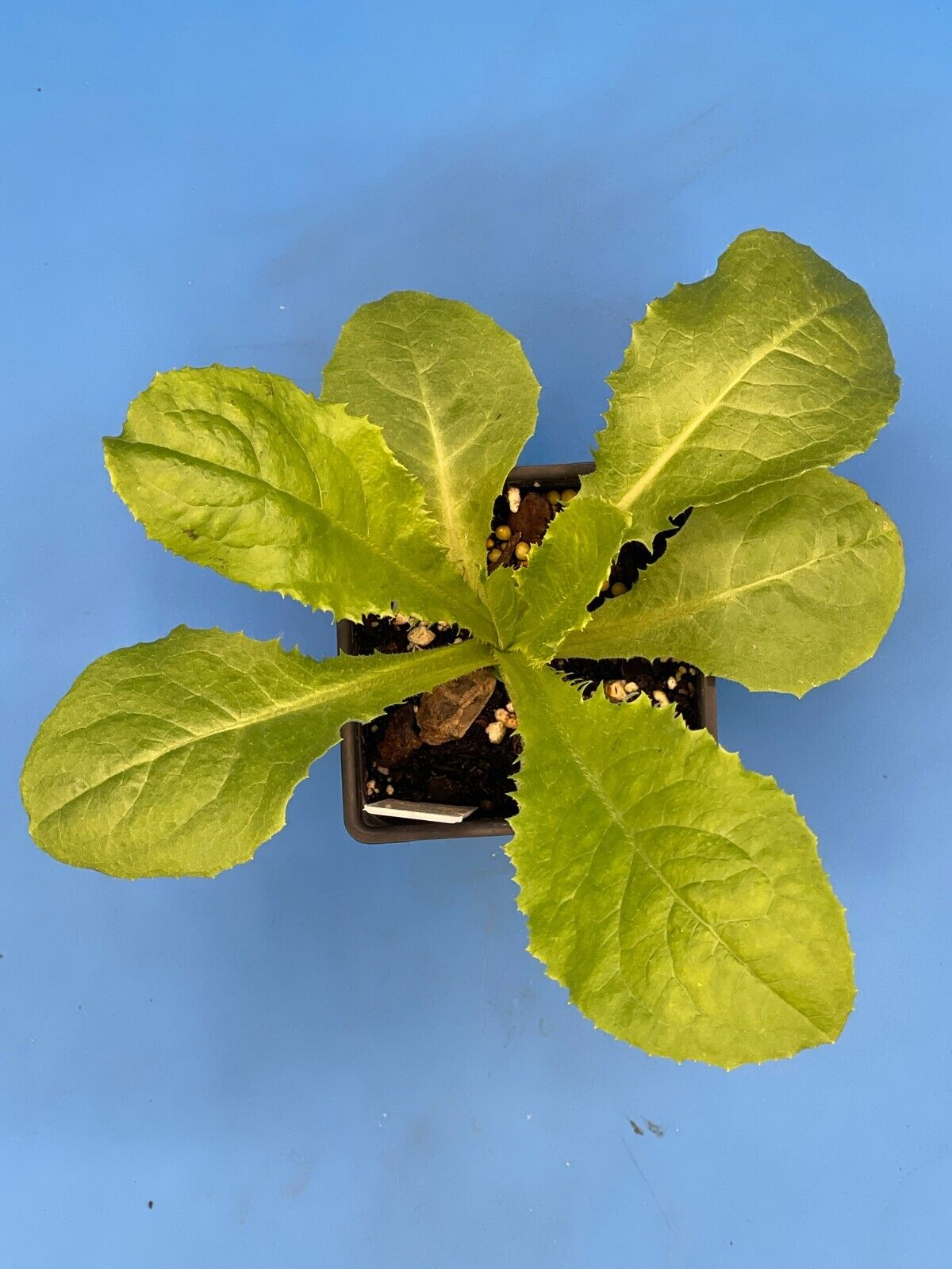 Wild Lettuce Live Plant 3" Starter Pot - Lactuca virosa
