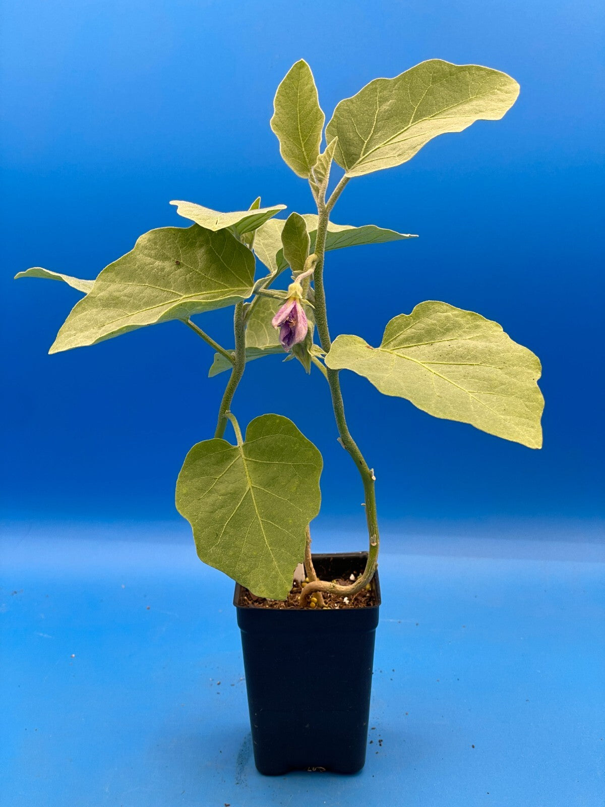 Eggplant, Japanese White Live Plant 3" Starter Pot Solanum Melongena