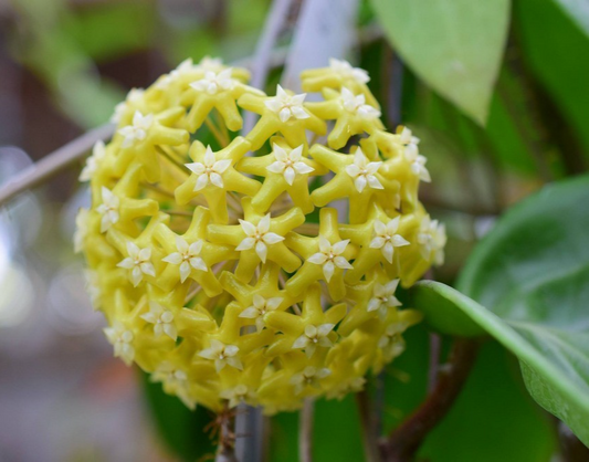 Hoya pentaphlebia  3.5" pot - Big, Rooted, Very Full & HEALTHY! Fragrant Blooms!