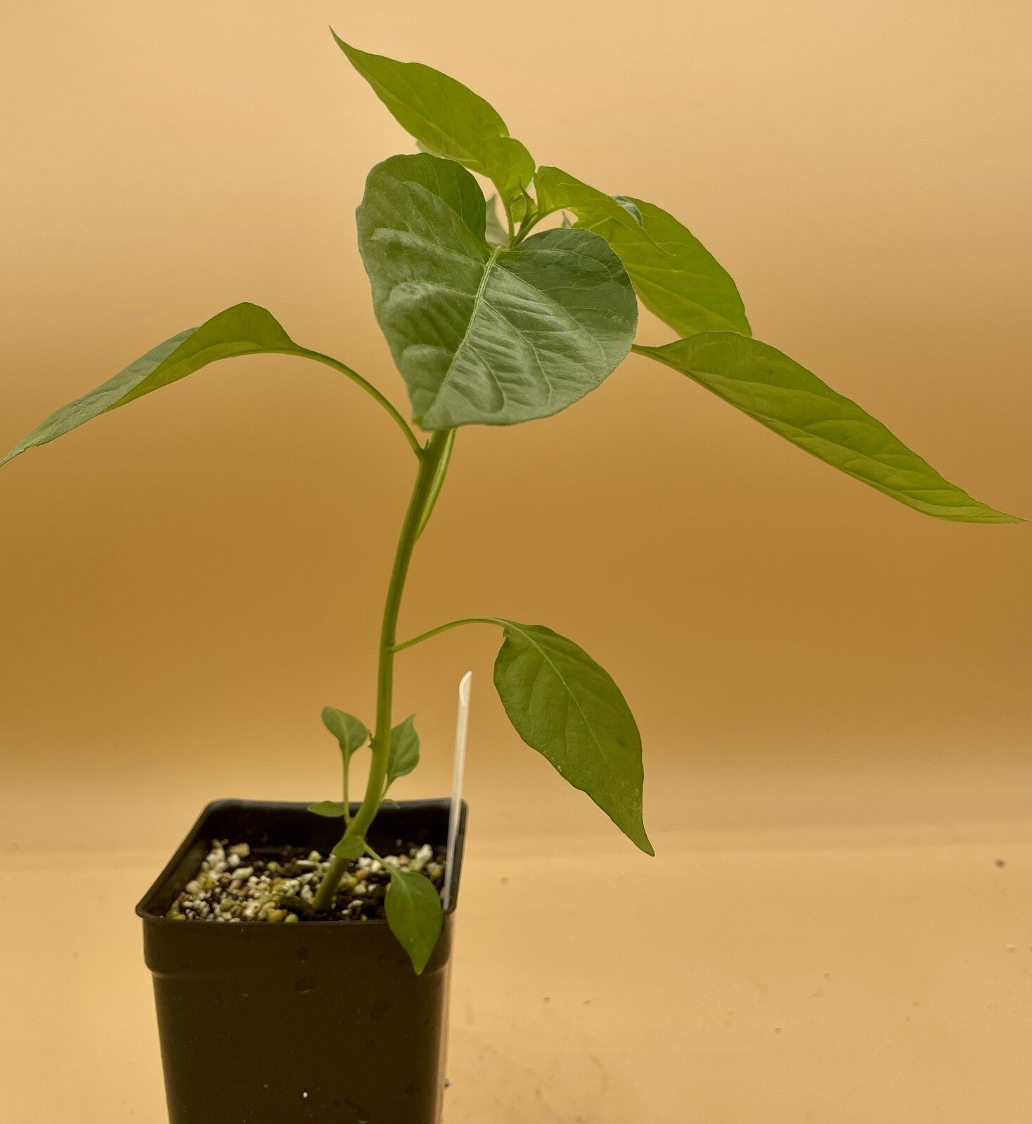 Habanero (Orange) Pepper Live 3" Starter Plant - Capsicum Chinense