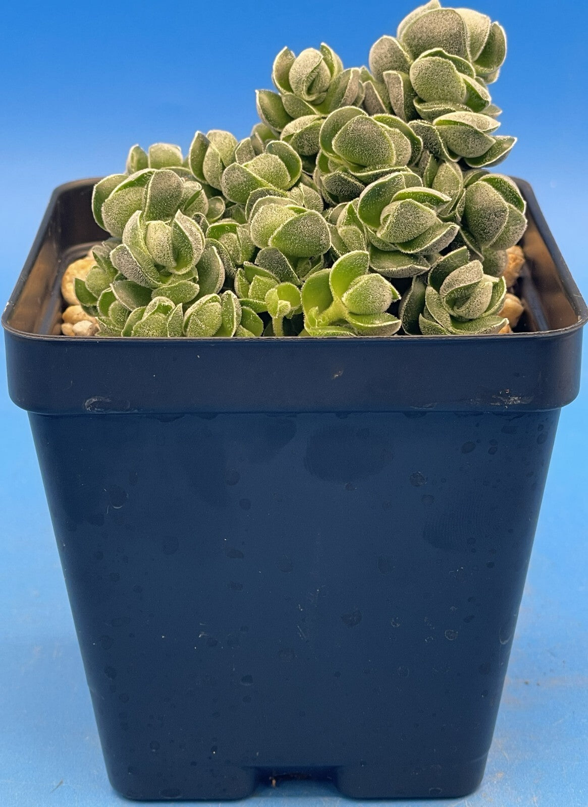 Crassula Pangolin RARE Crassula Hybrid - Ships in 3.5” pot (Y1)